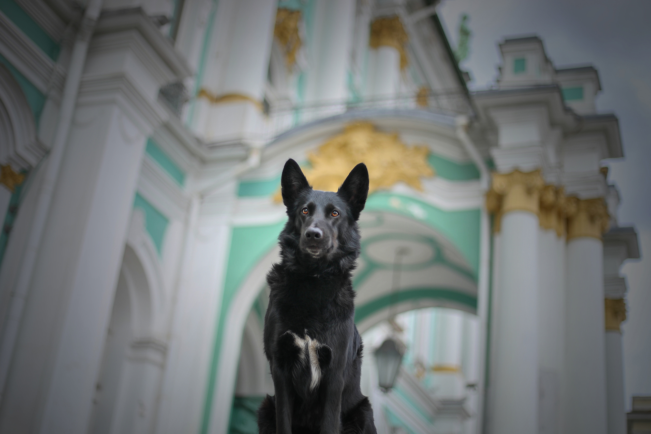 В городе. Фотограф- анималист Санкт-Петербург