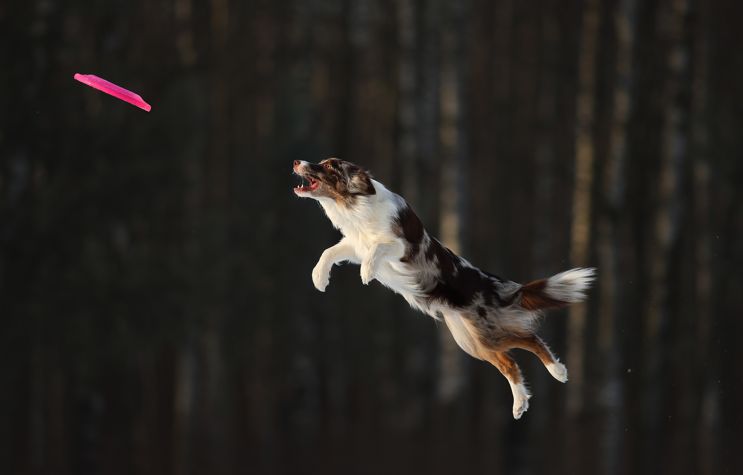 На природе. Фотограф- анималист Санкт-Петербург