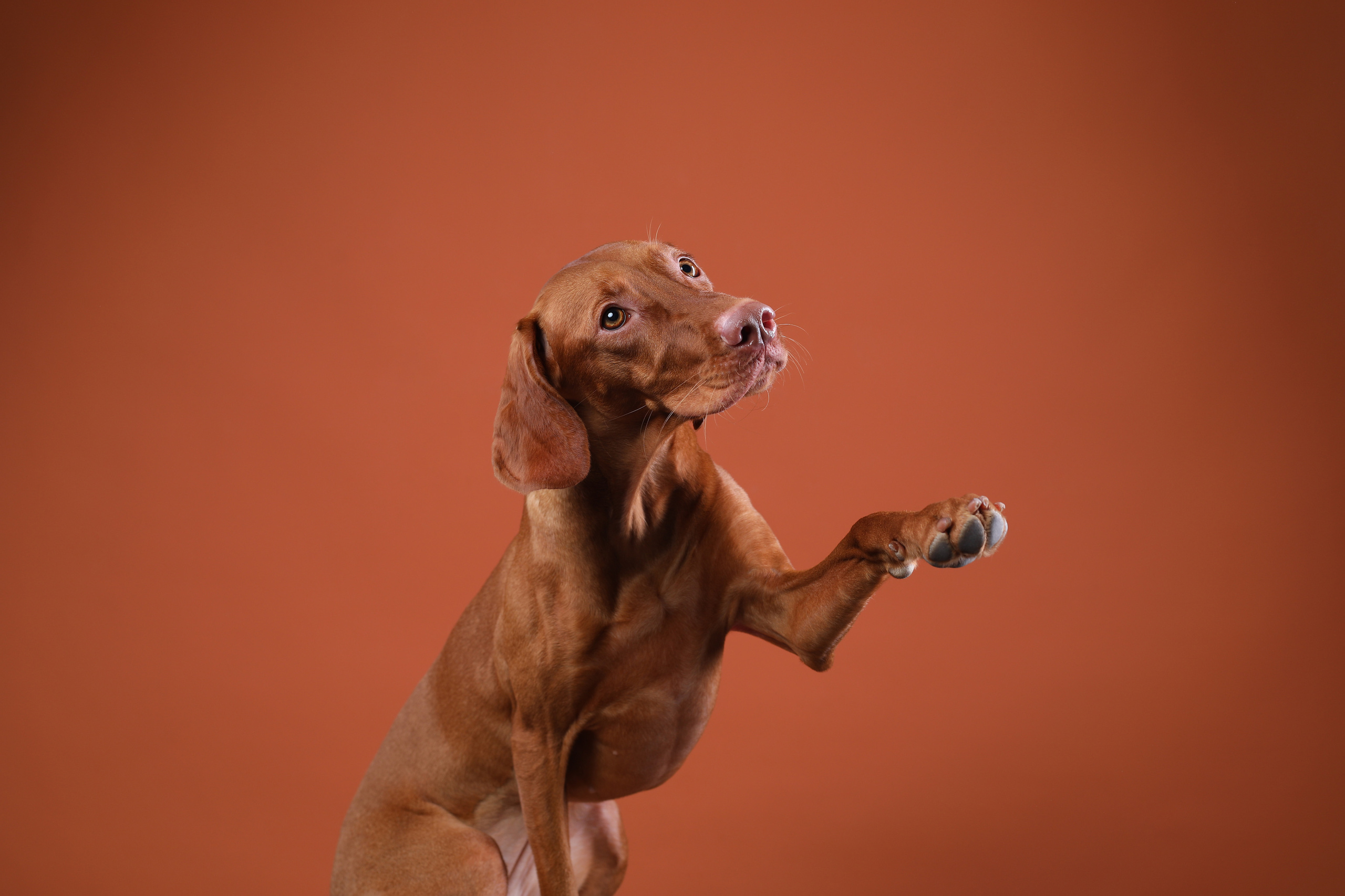 В студии. Фотограф- анималист Санкт-Петербург