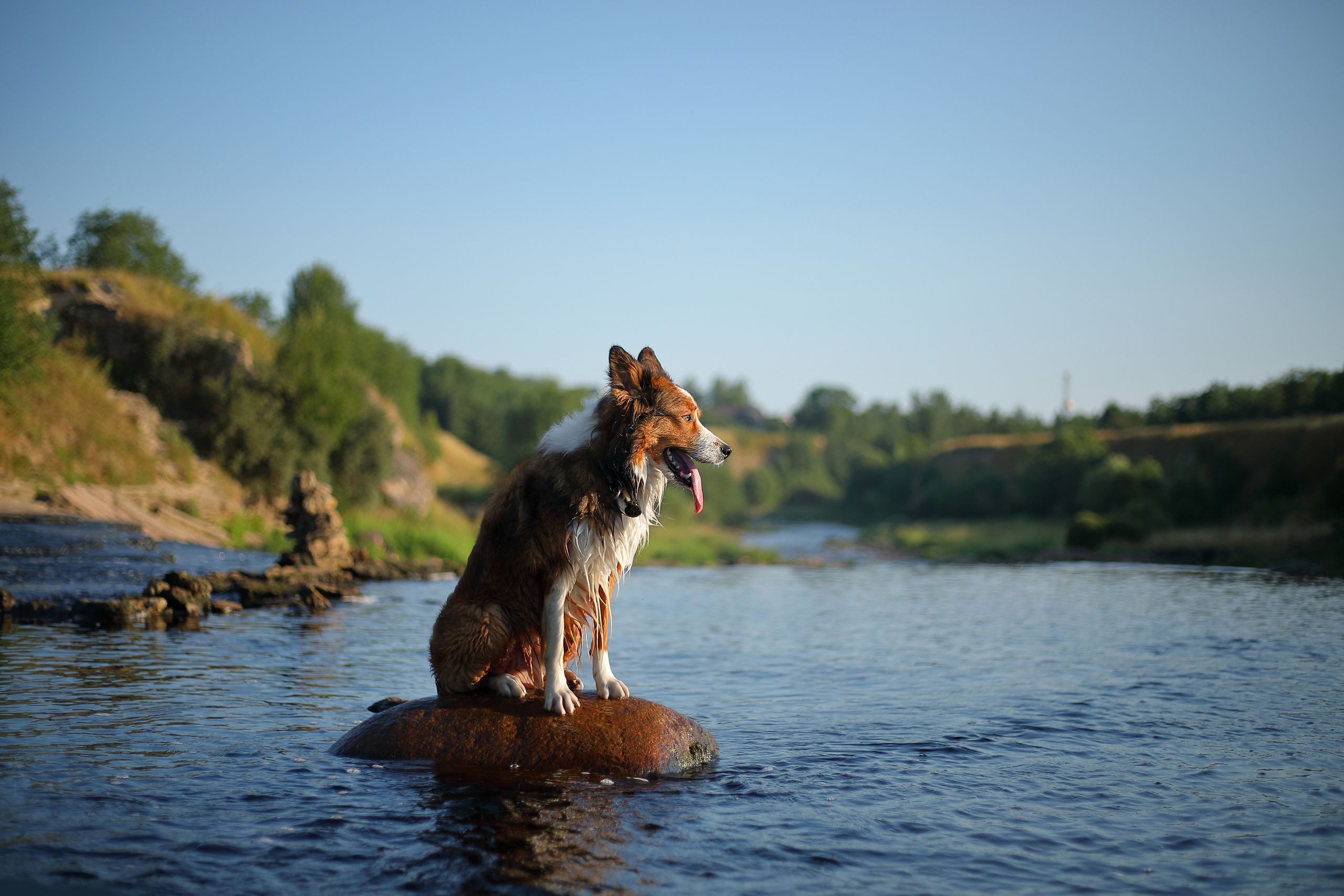 На природе. Фотограф- анималист Санкт-Петербург