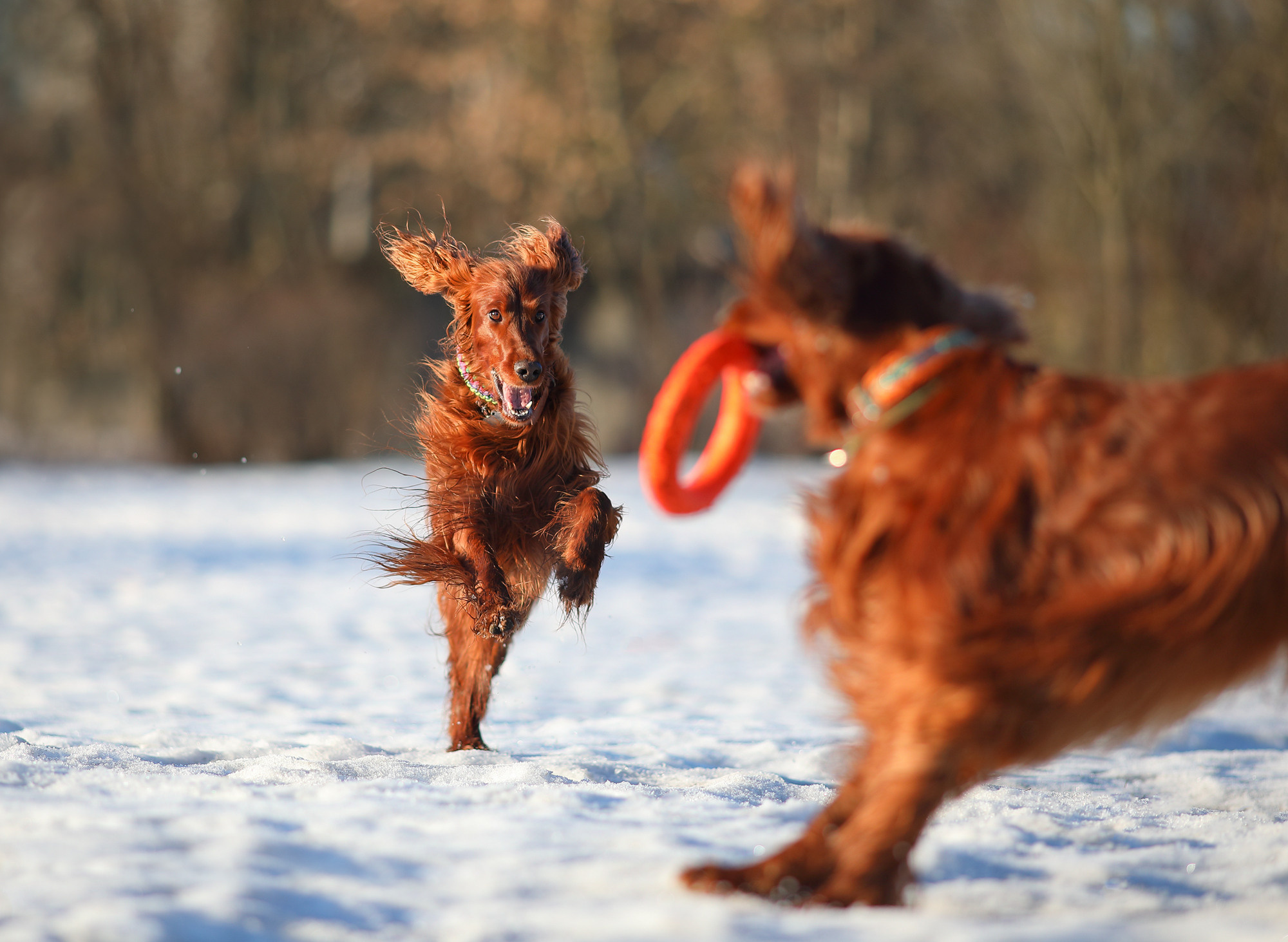 На природе. Фотограф- анималист Санкт-Петербург