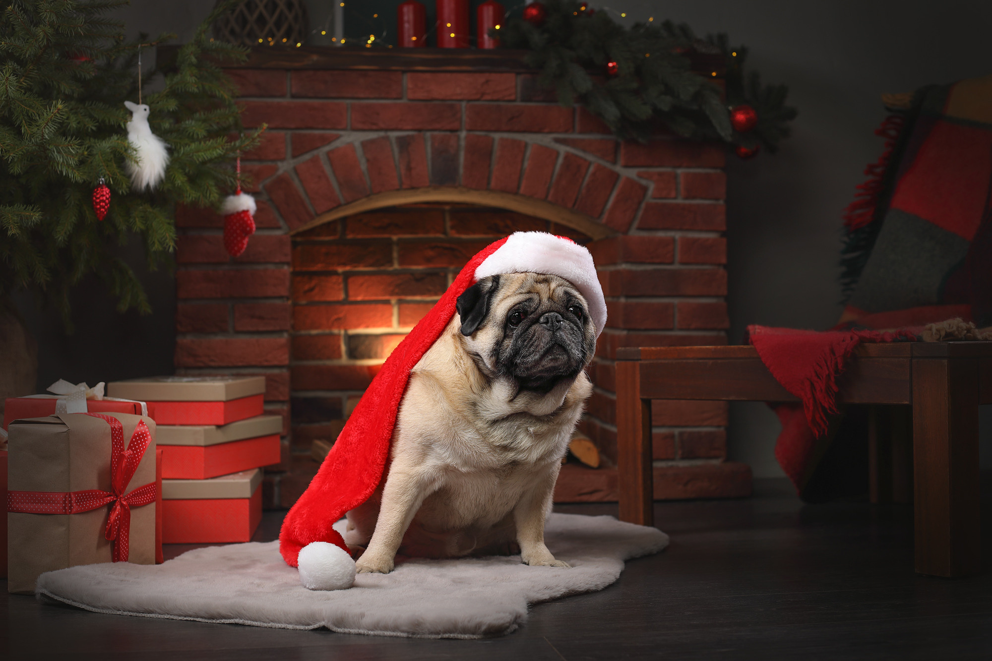 В студии. Фотограф- анималист Санкт-Петербург