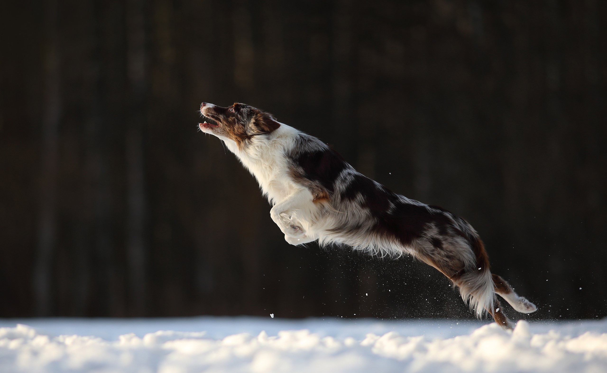 На природе. Фотограф- анималист Санкт-Петербург
