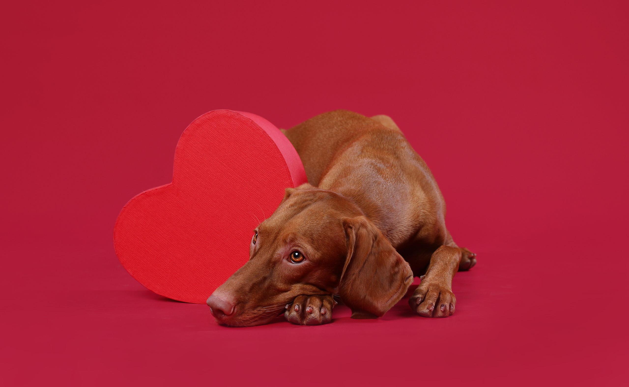 В студии. Фотограф- анималист Санкт-Петербург