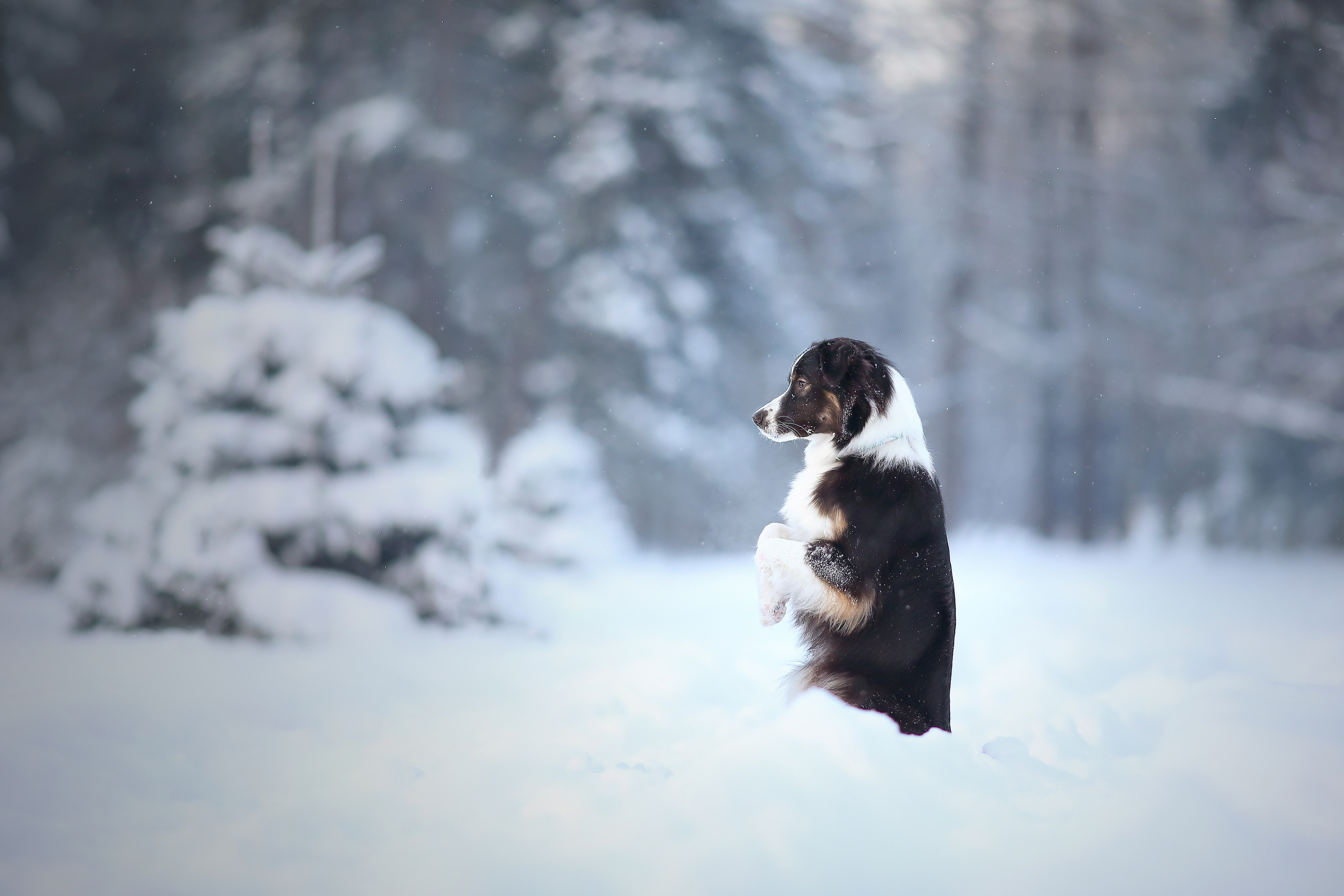 На природе. Фотограф- анималист Санкт-Петербург