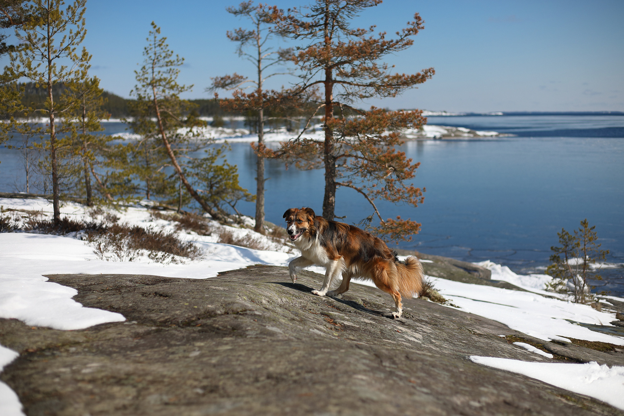На природе. Фотограф- анималист Санкт-Петербург