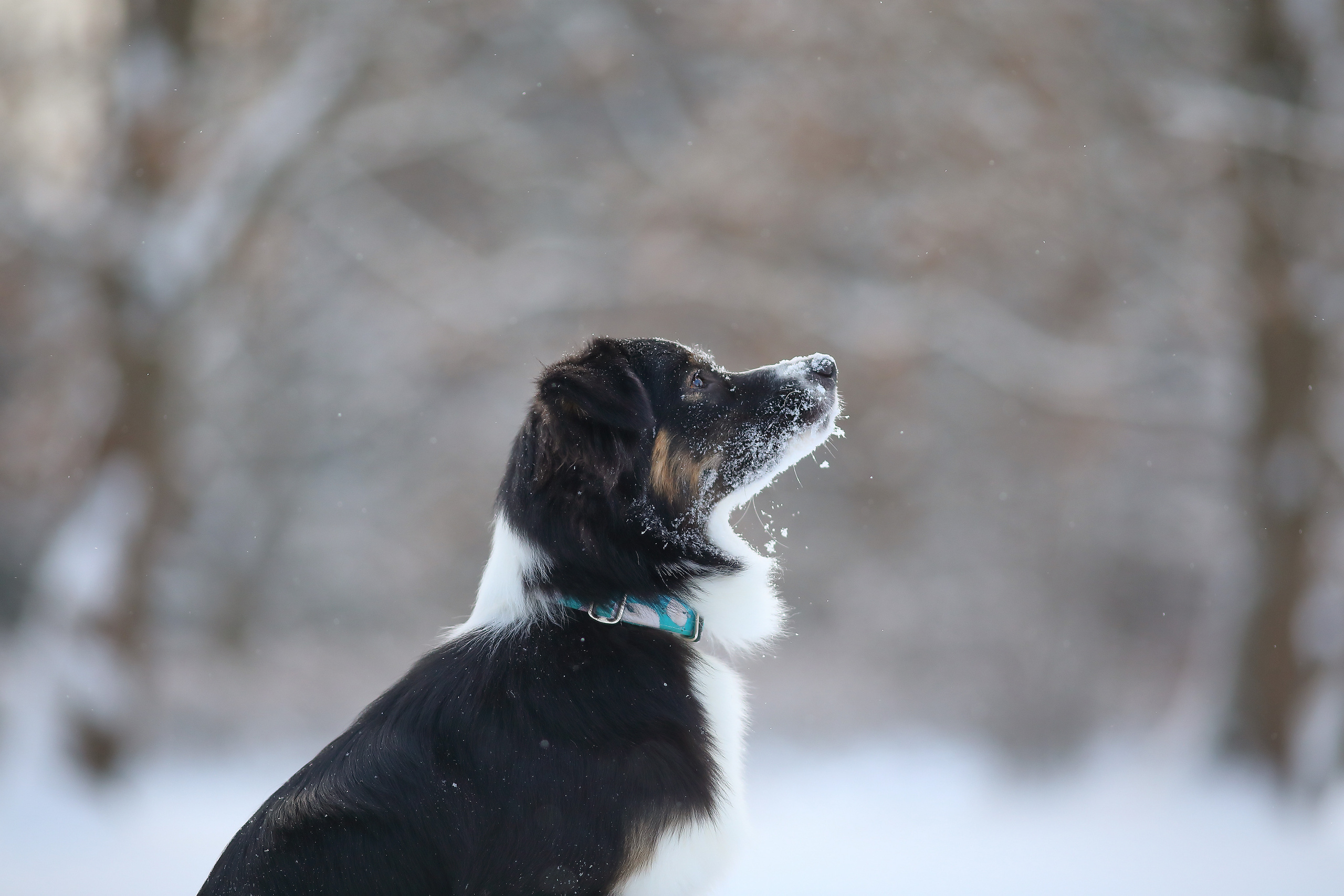 На природе. Фотограф- анималист Санкт-Петербург