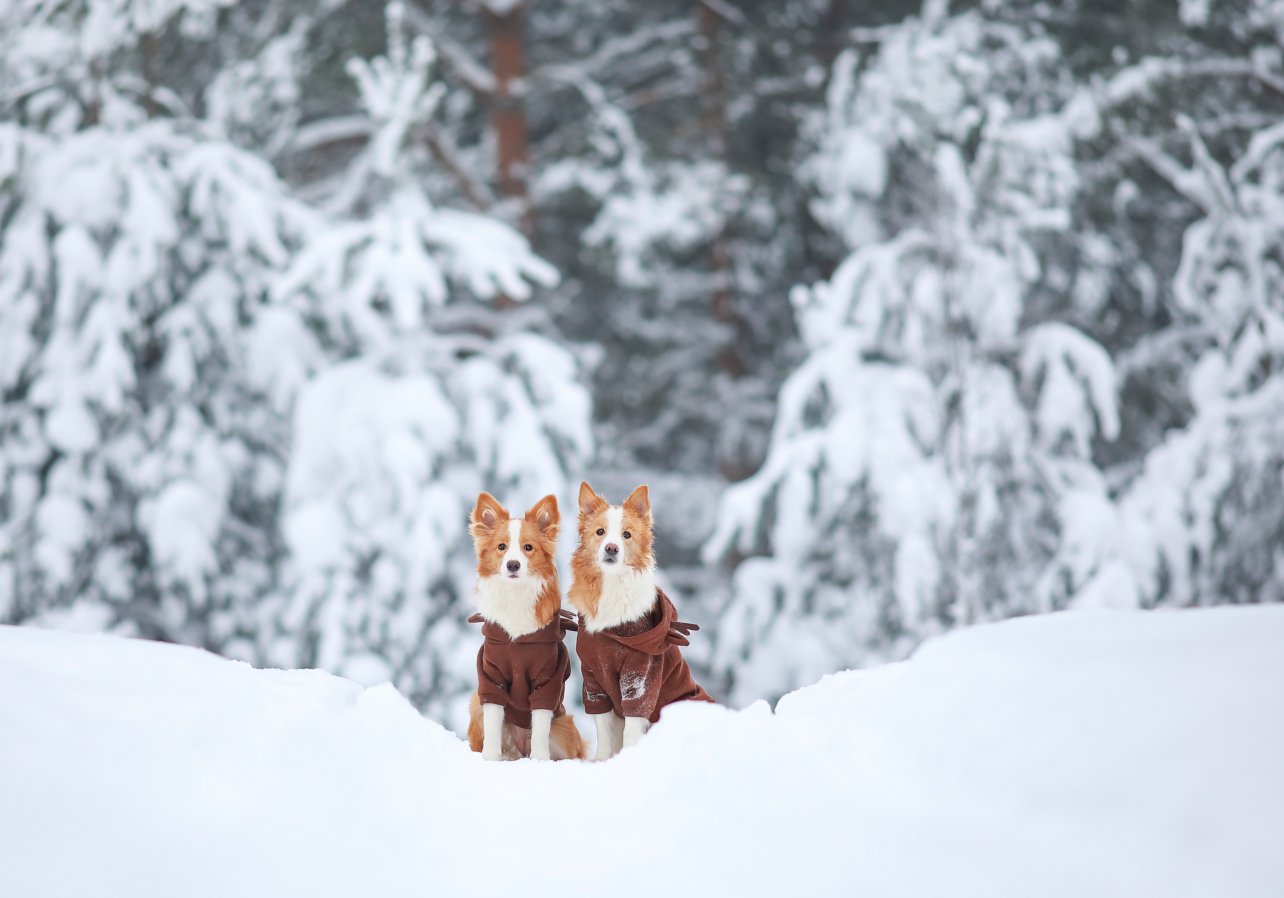 На природе. Фотограф- анималист Санкт-Петербург