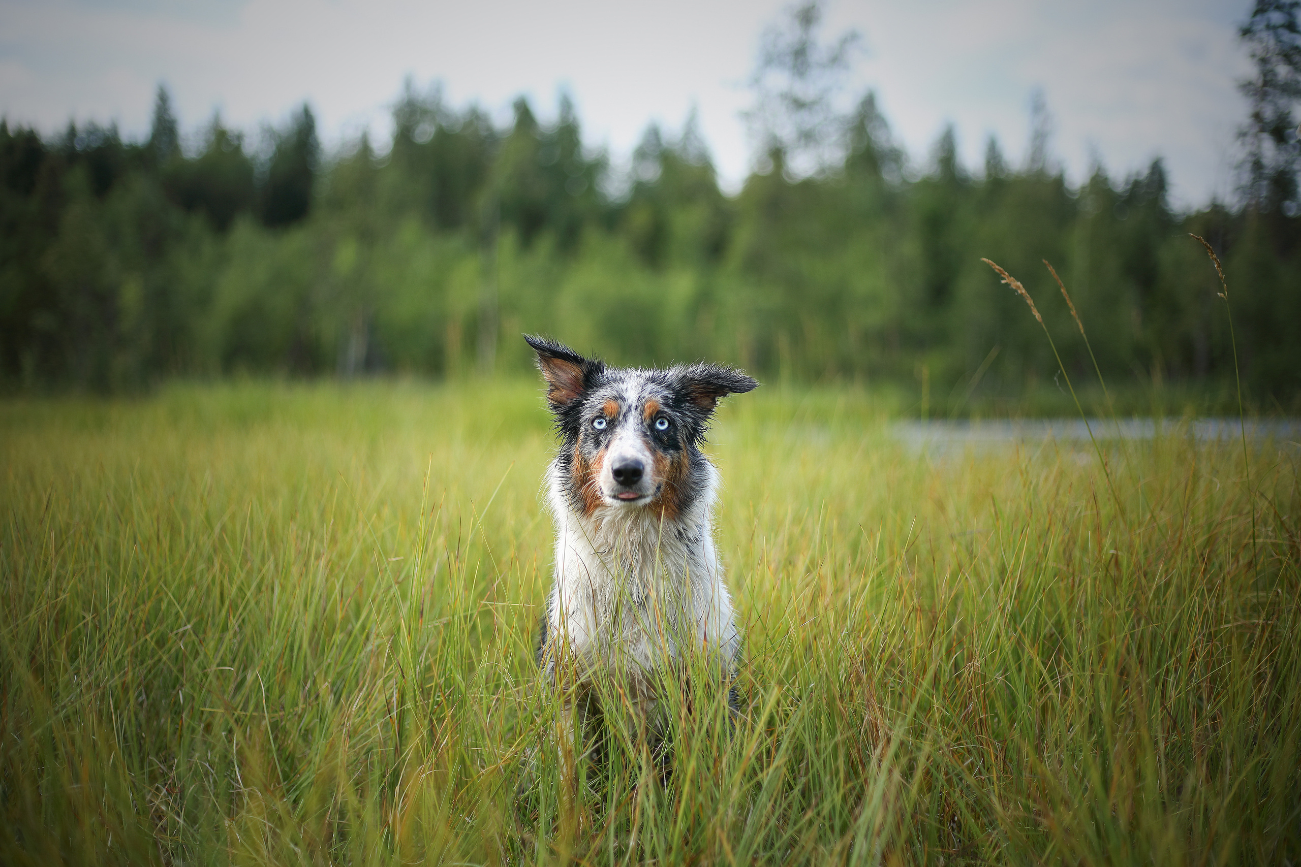 На природе. Фотограф- анималист Санкт-Петербург