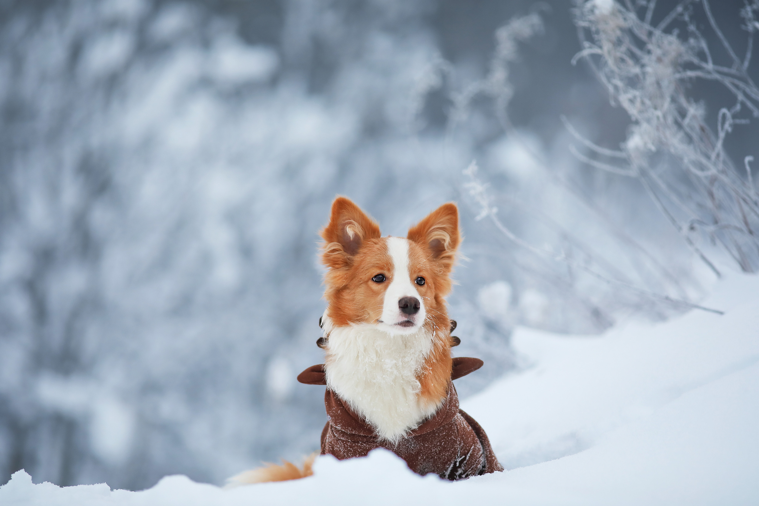 На природе. Фотограф- анималист Санкт-Петербург