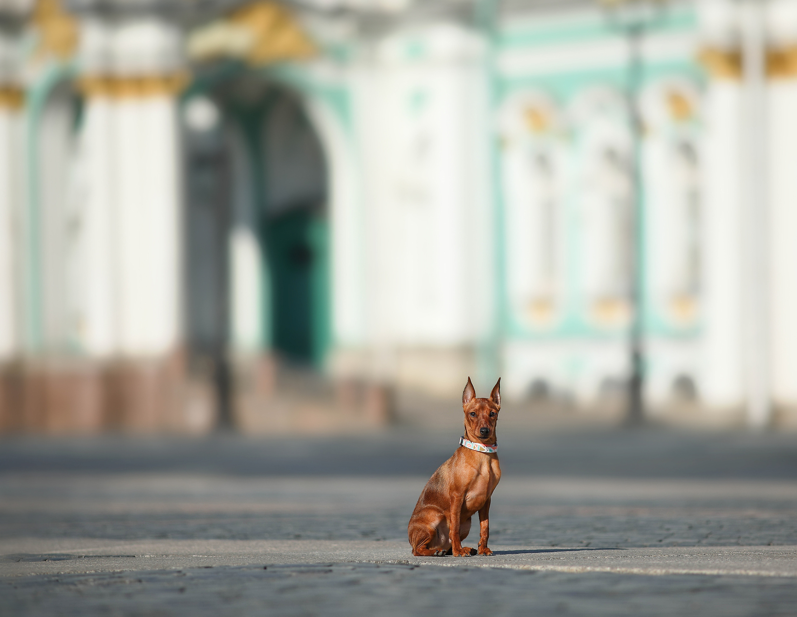 В городе. Фотограф- анималист Санкт-Петербург
