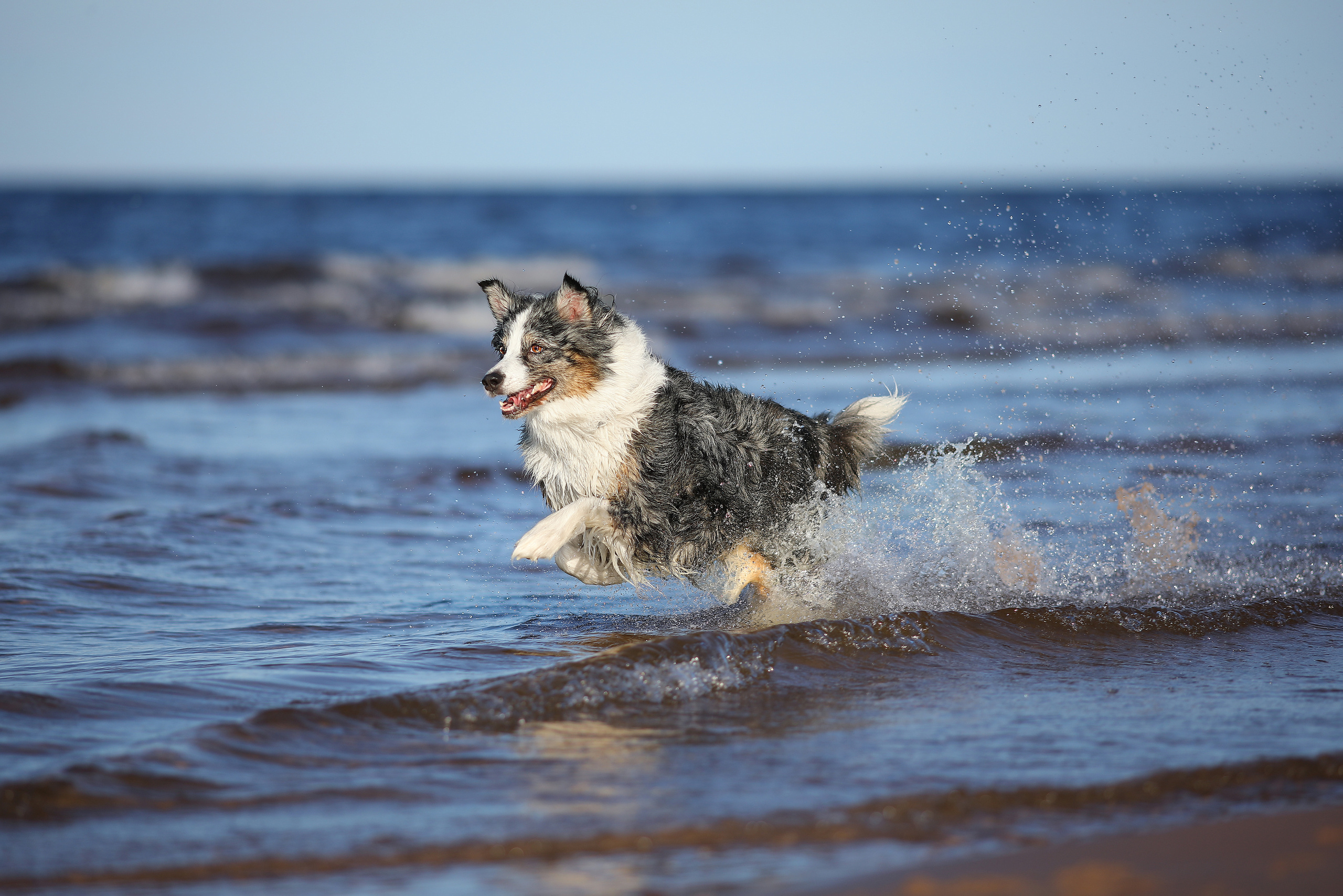 На природе. Фотограф- анималист Санкт-Петербург