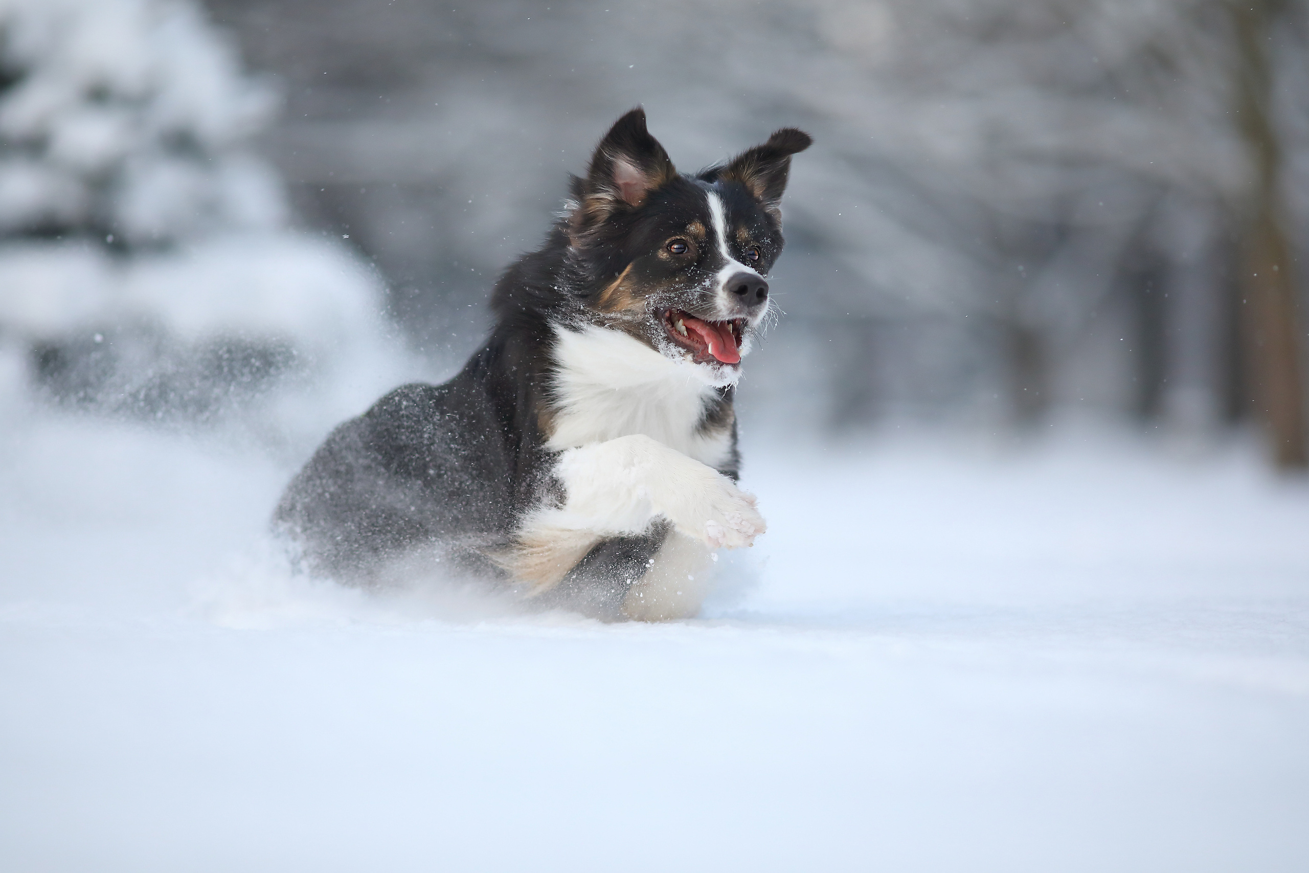 На природе. Фотограф- анималист Санкт-Петербург