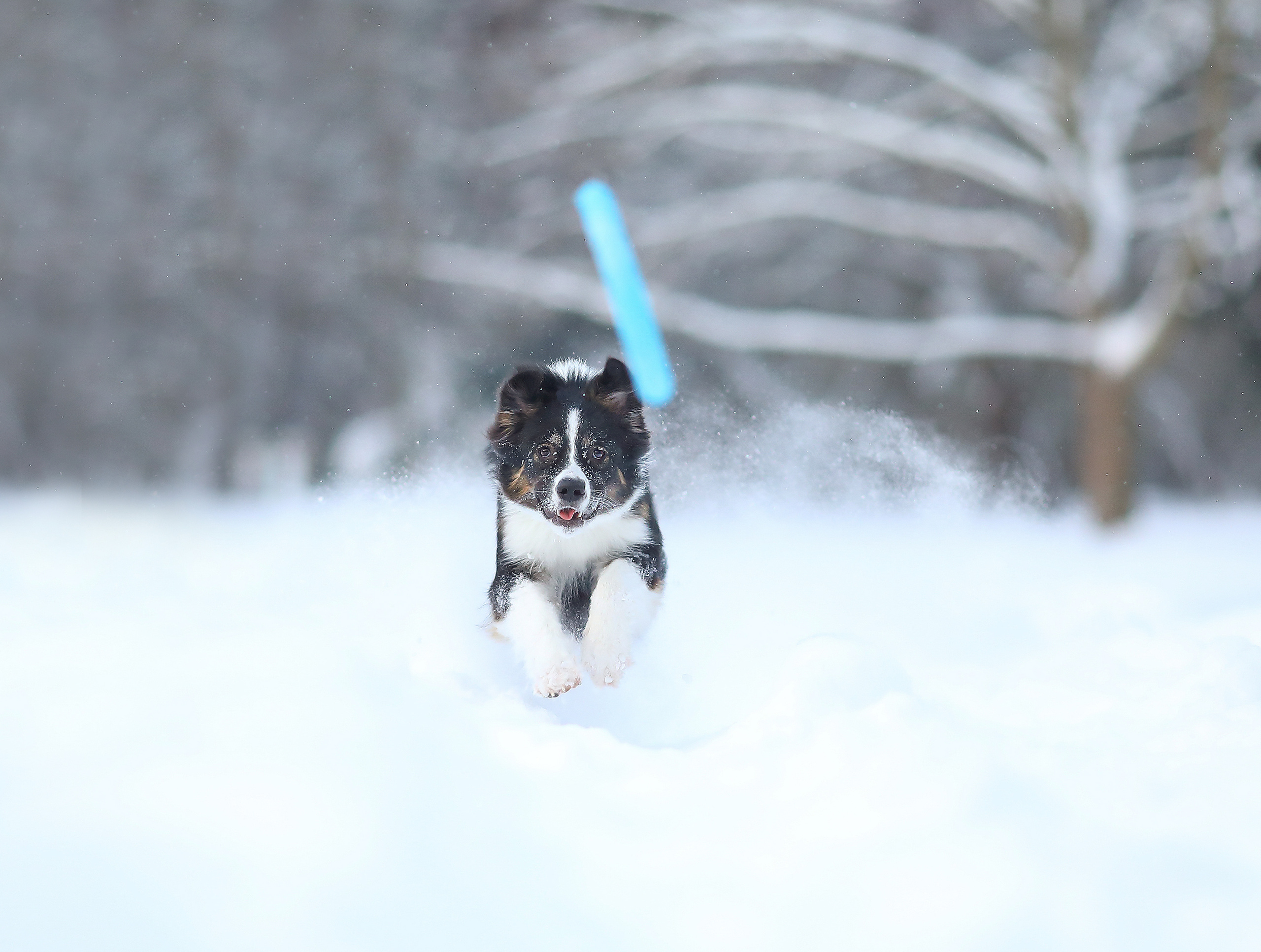 На природе. Фотограф- анималист Санкт-Петербург