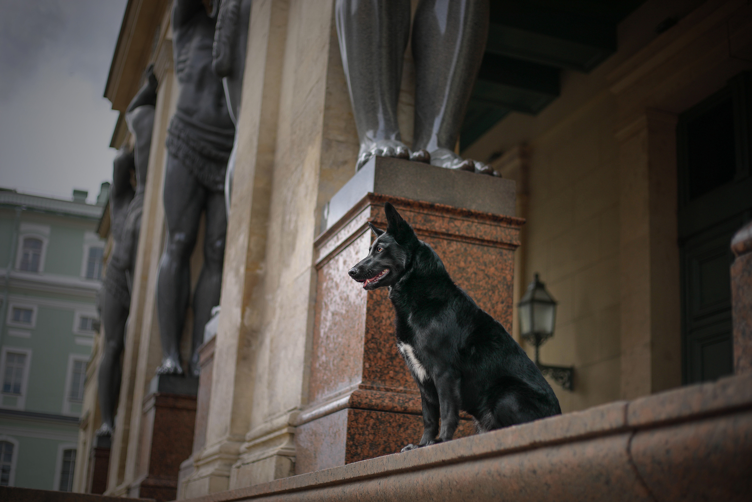 В городе. Фотограф- анималист Санкт-Петербург