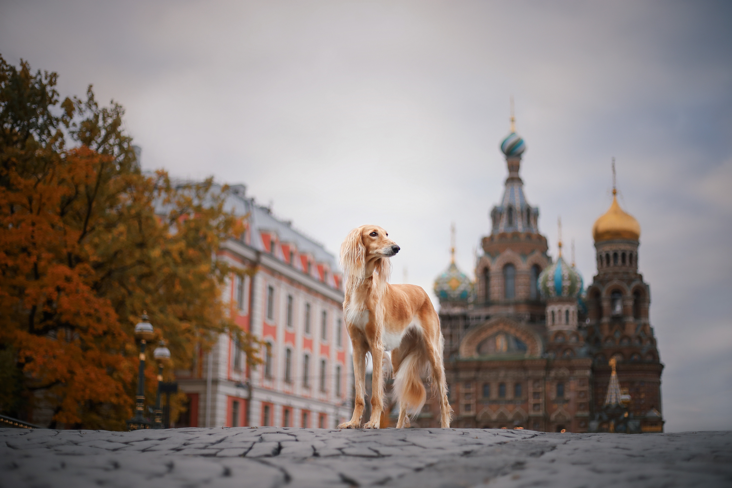 В городе. Фотограф- анималист Санкт-Петербург