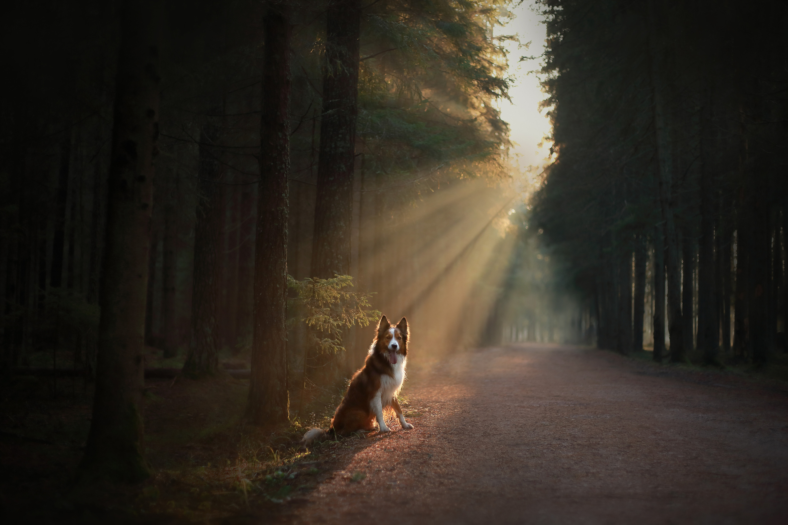 На природе. Фотограф- анималист Санкт-Петербург