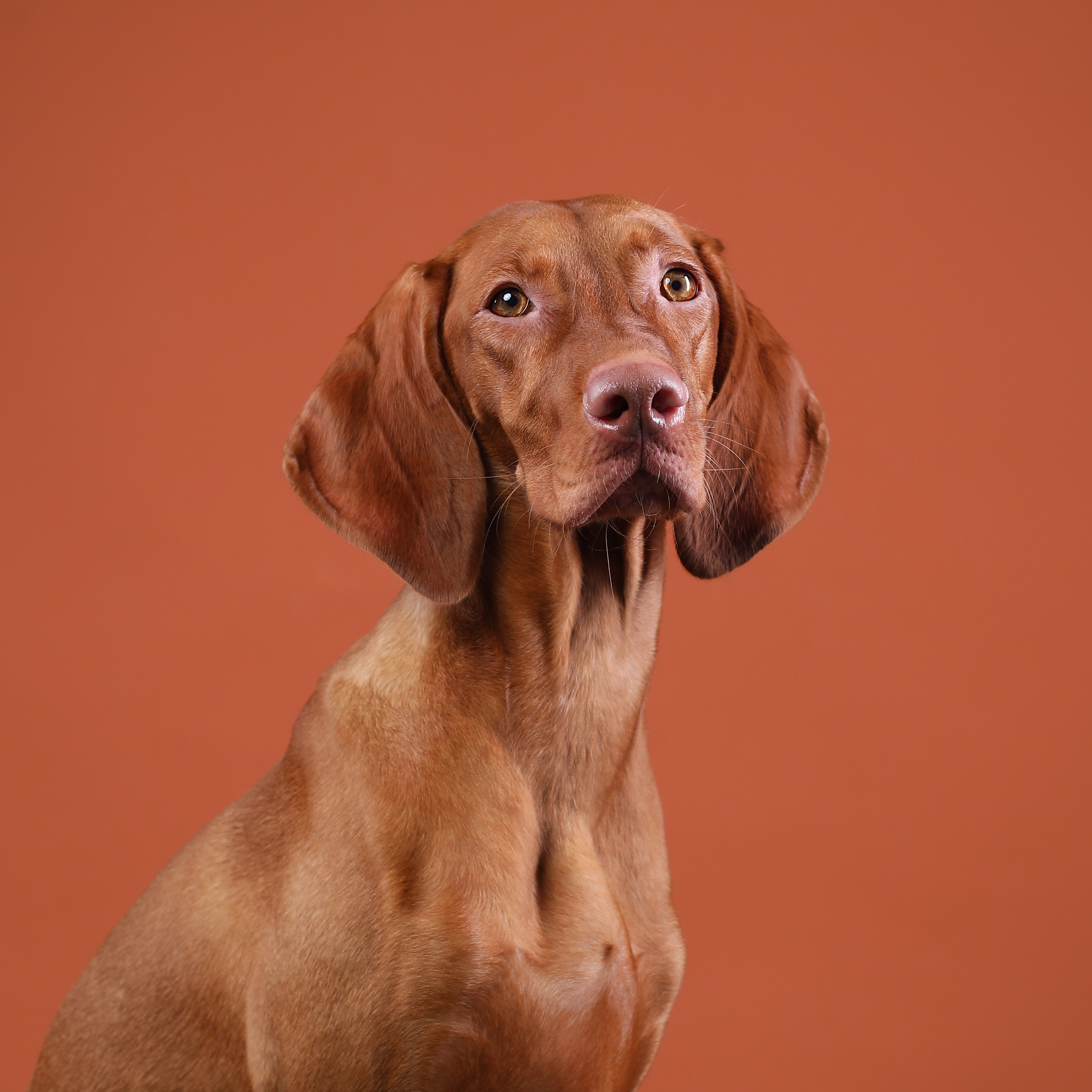 В студии. Фотограф- анималист Санкт-Петербург