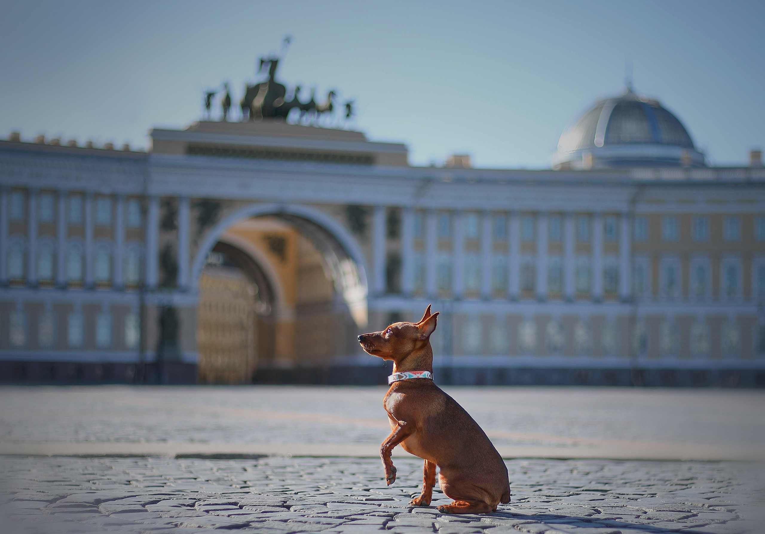 В городе. Фотограф- анималист Санкт-Петербург
