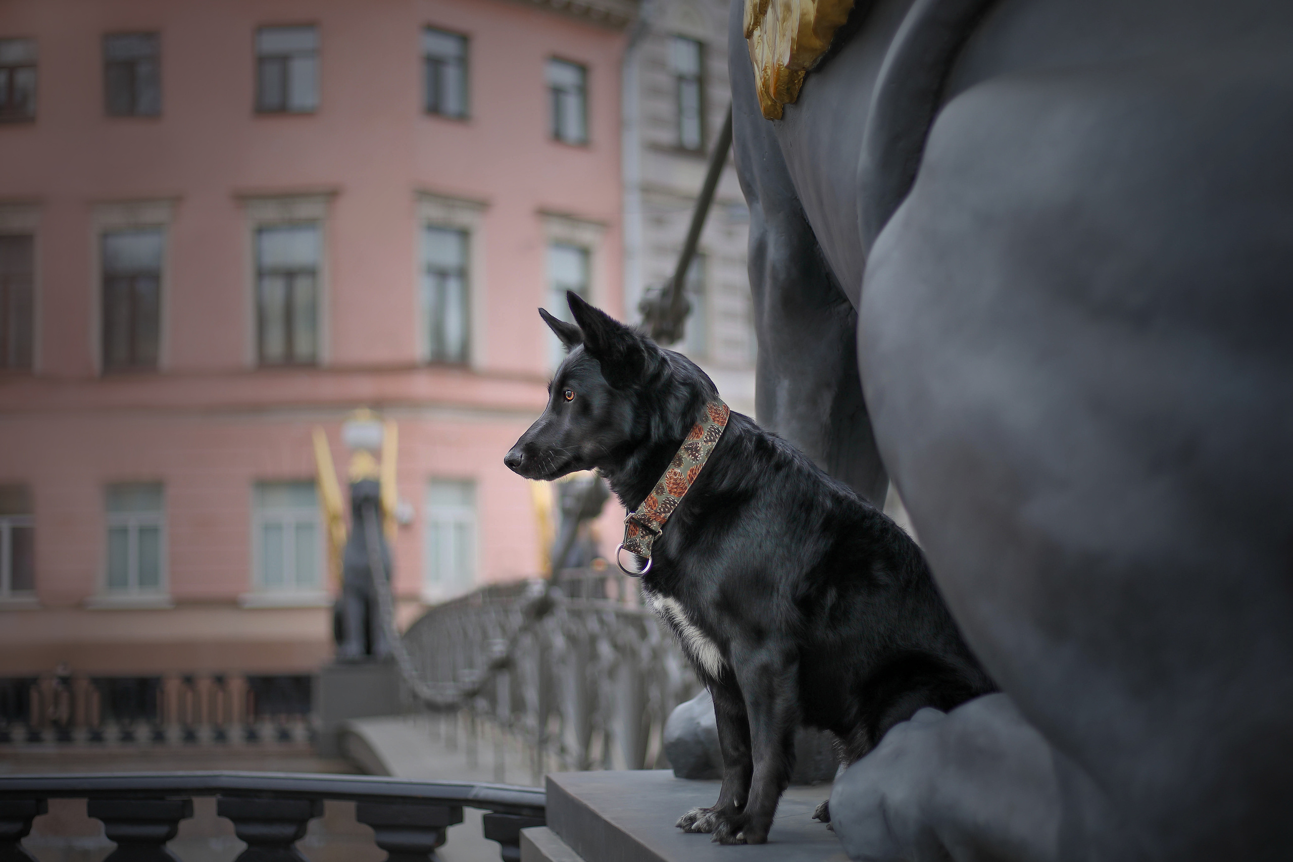 В городе. Фотограф- анималист Санкт-Петербург