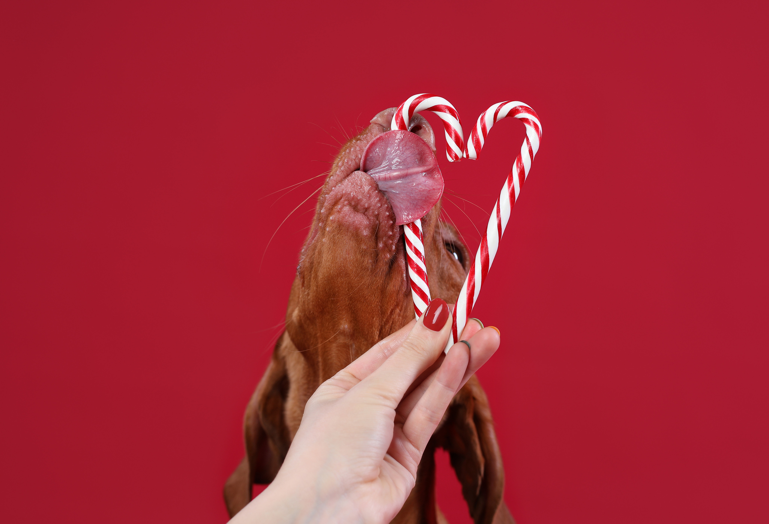 В студии. Фотограф- анималист Санкт-Петербург