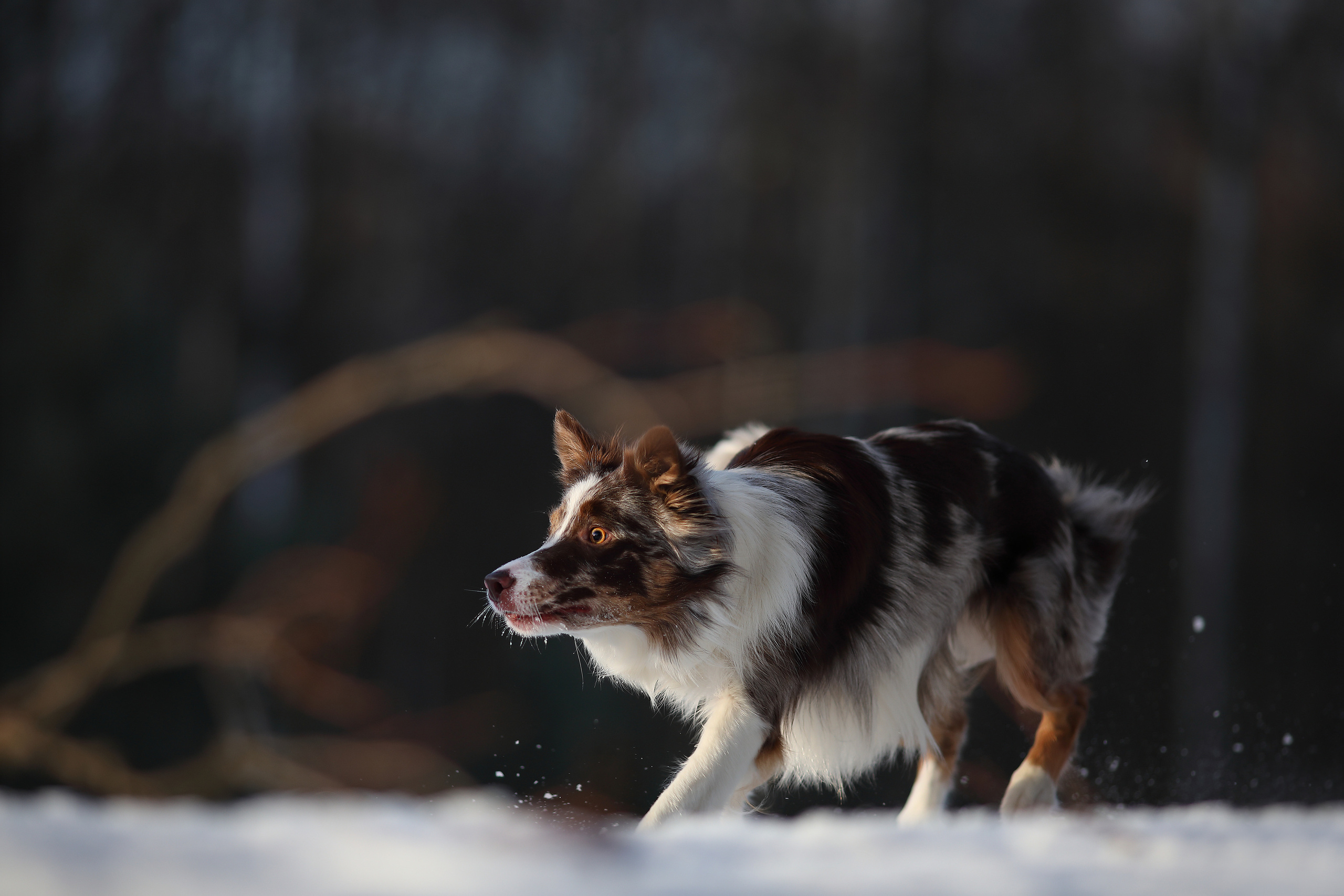 На природе. Фотограф- анималист Санкт-Петербург