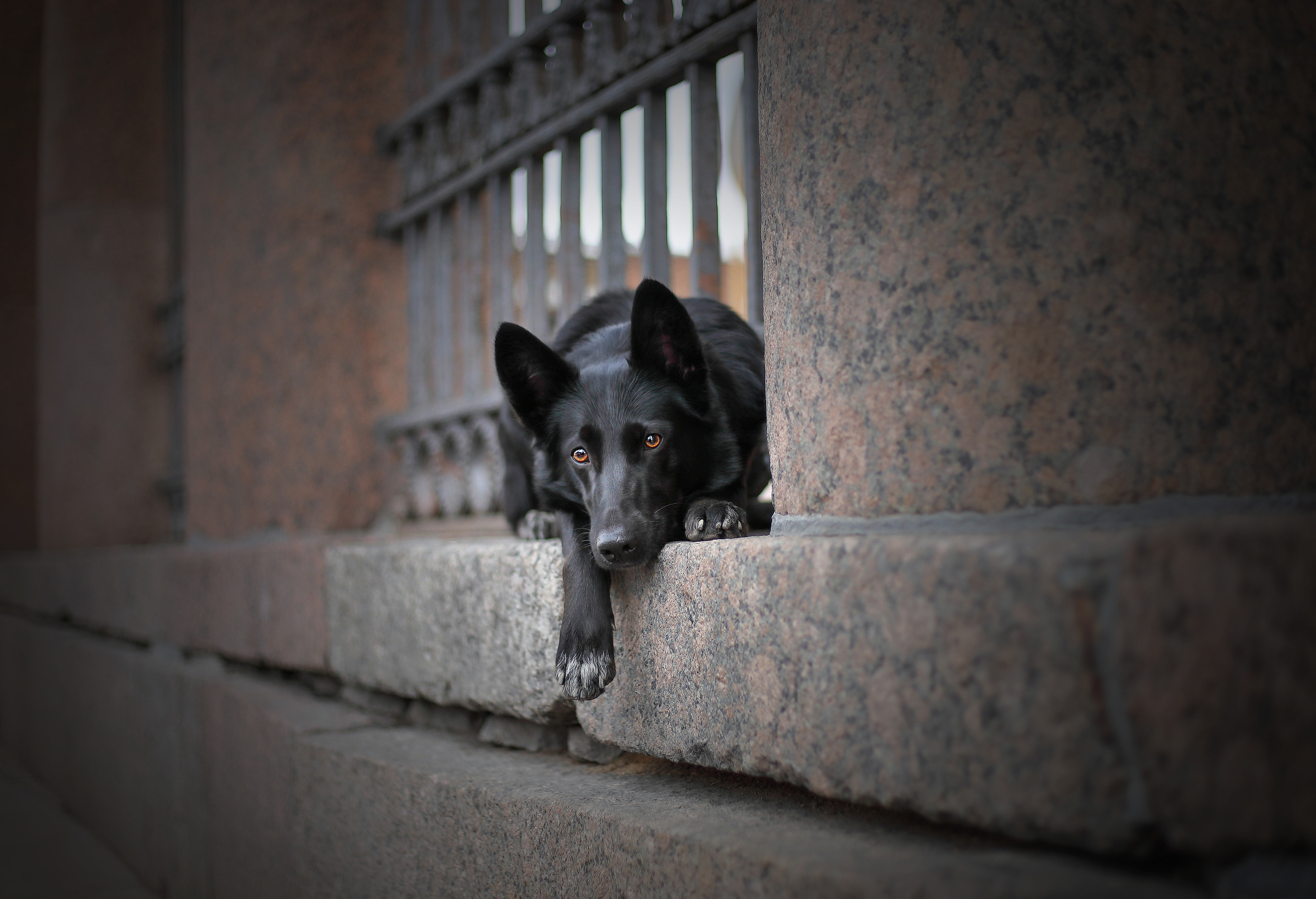 В городе. Фотограф- анималист Санкт-Петербург