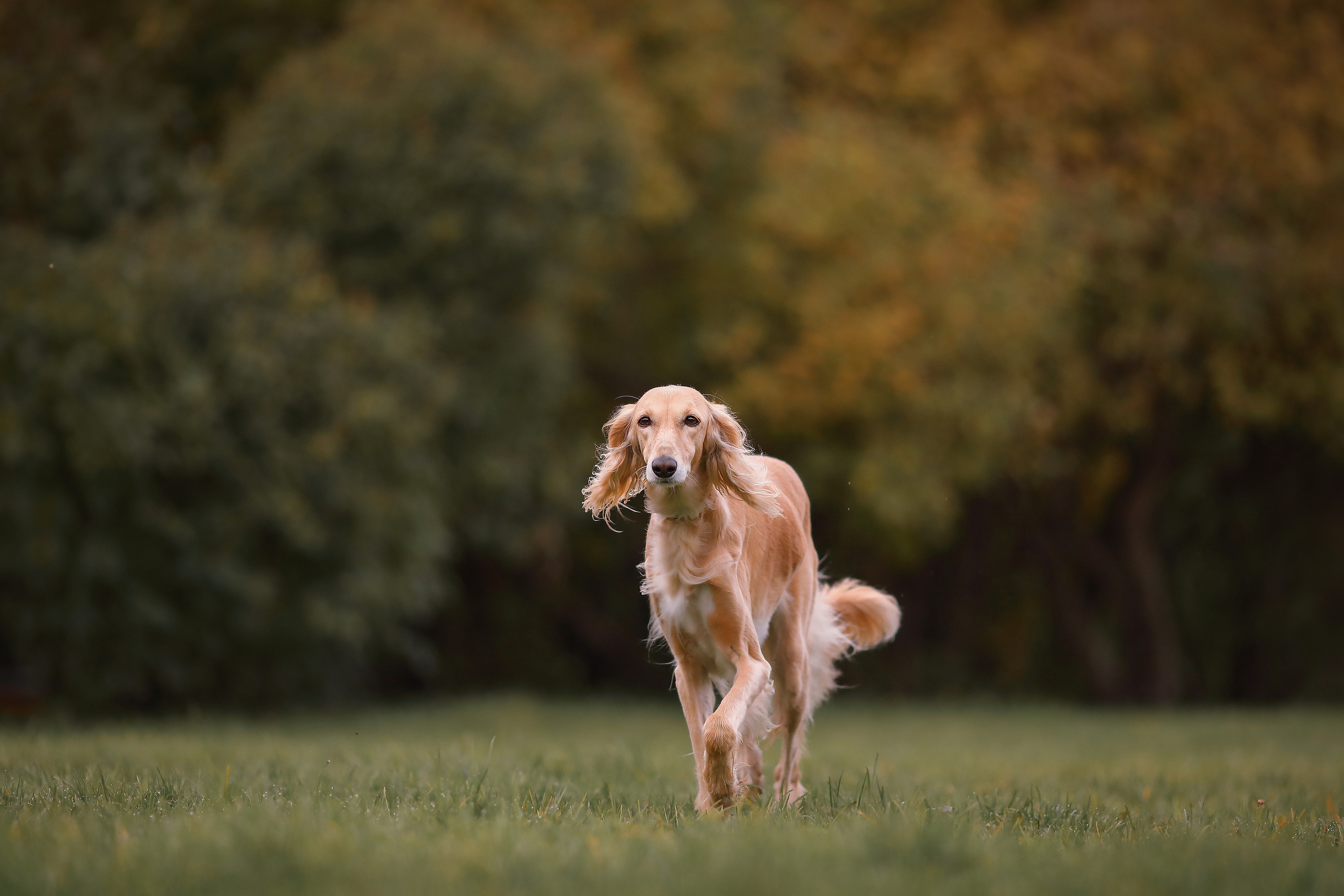 На природе. Фотограф- анималист Санкт-Петербург