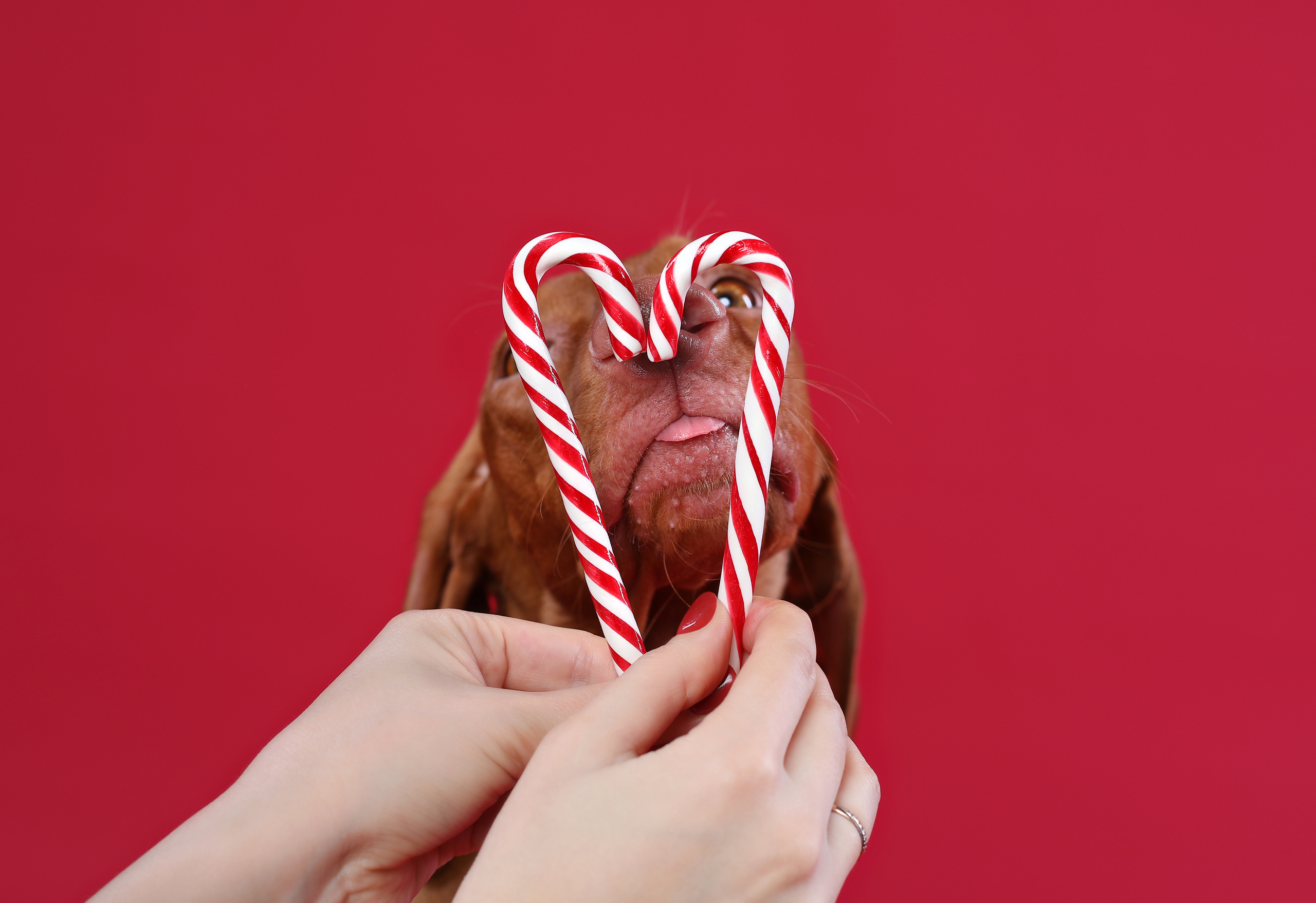 В студии. Фотограф- анималист Санкт-Петербург