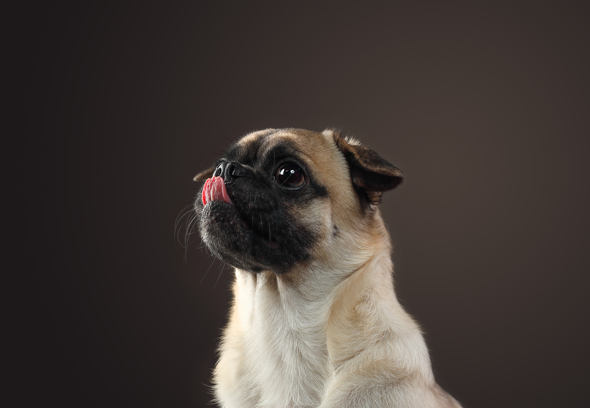 В студии. Фотограф- анималист Санкт-Петербург