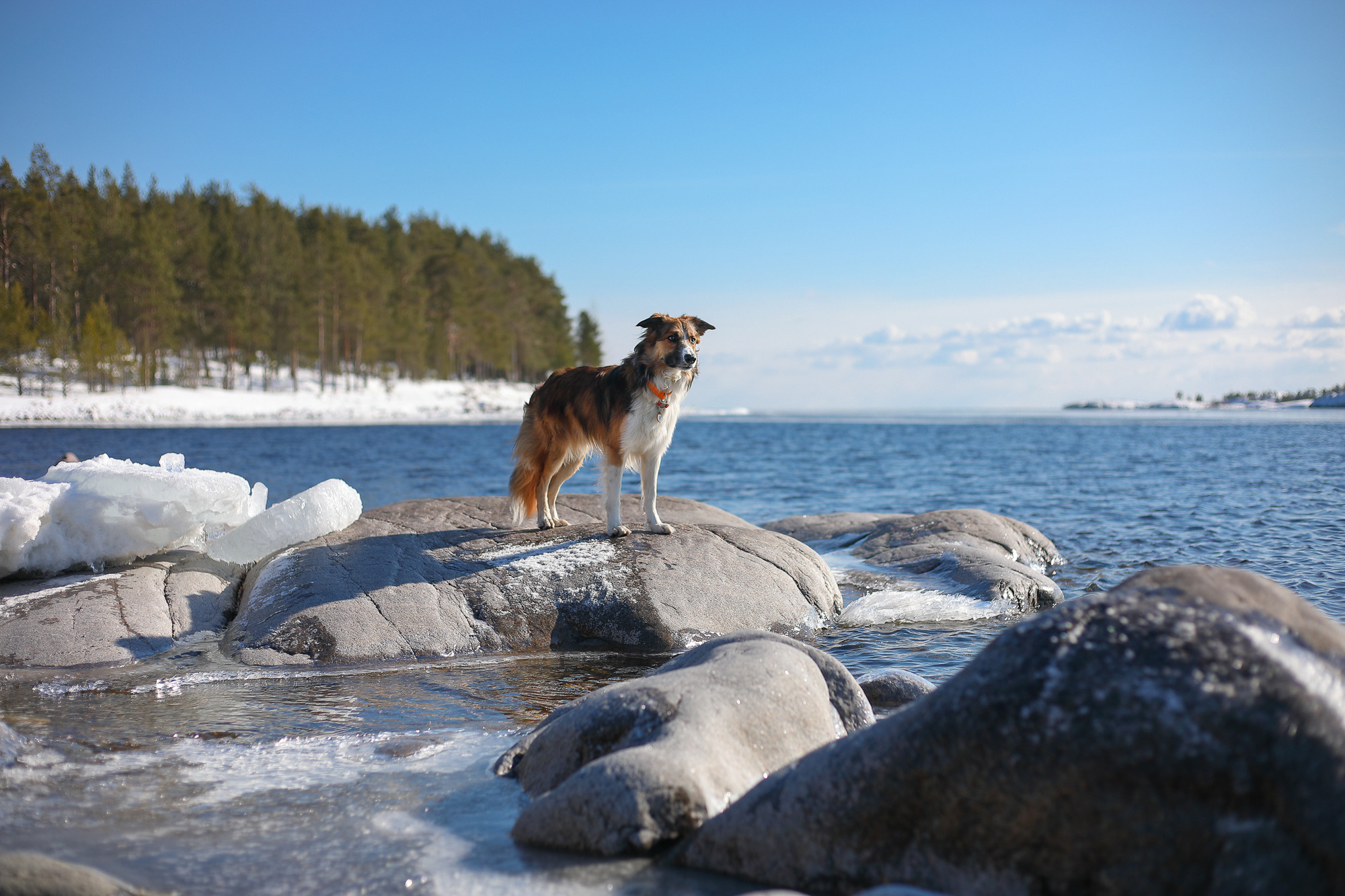 На природе. Фотограф- анималист Санкт-Петербург