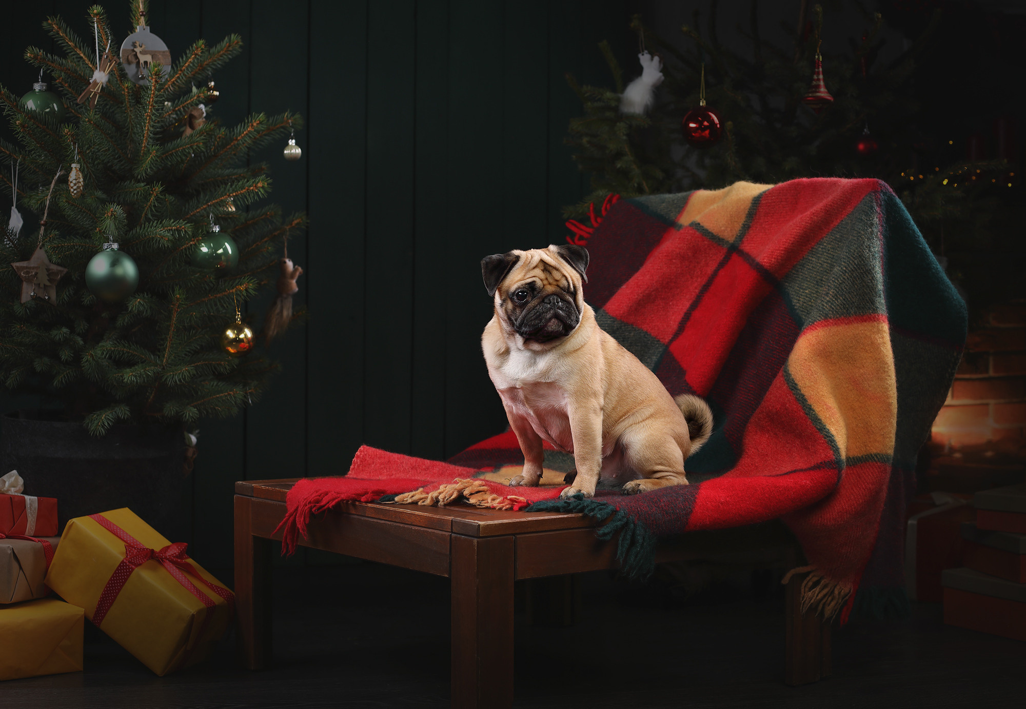 В студии. Фотограф- анималист Санкт-Петербург