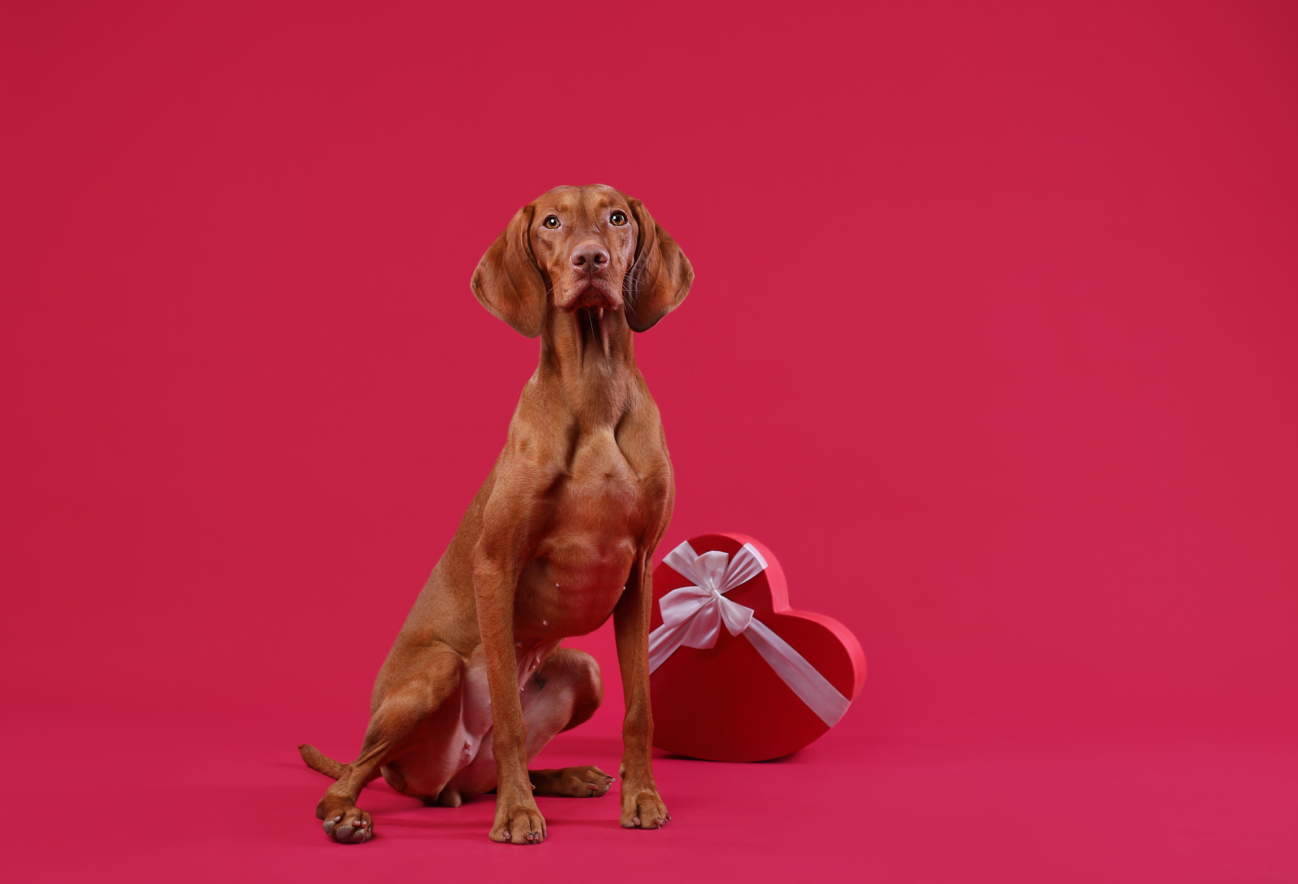 В студии. Фотограф- анималист Санкт-Петербург