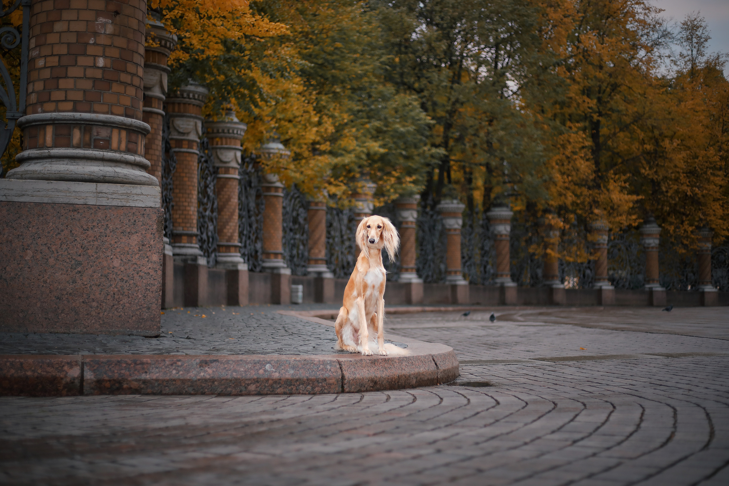 В городе. Фотограф- анималист Санкт-Петербург