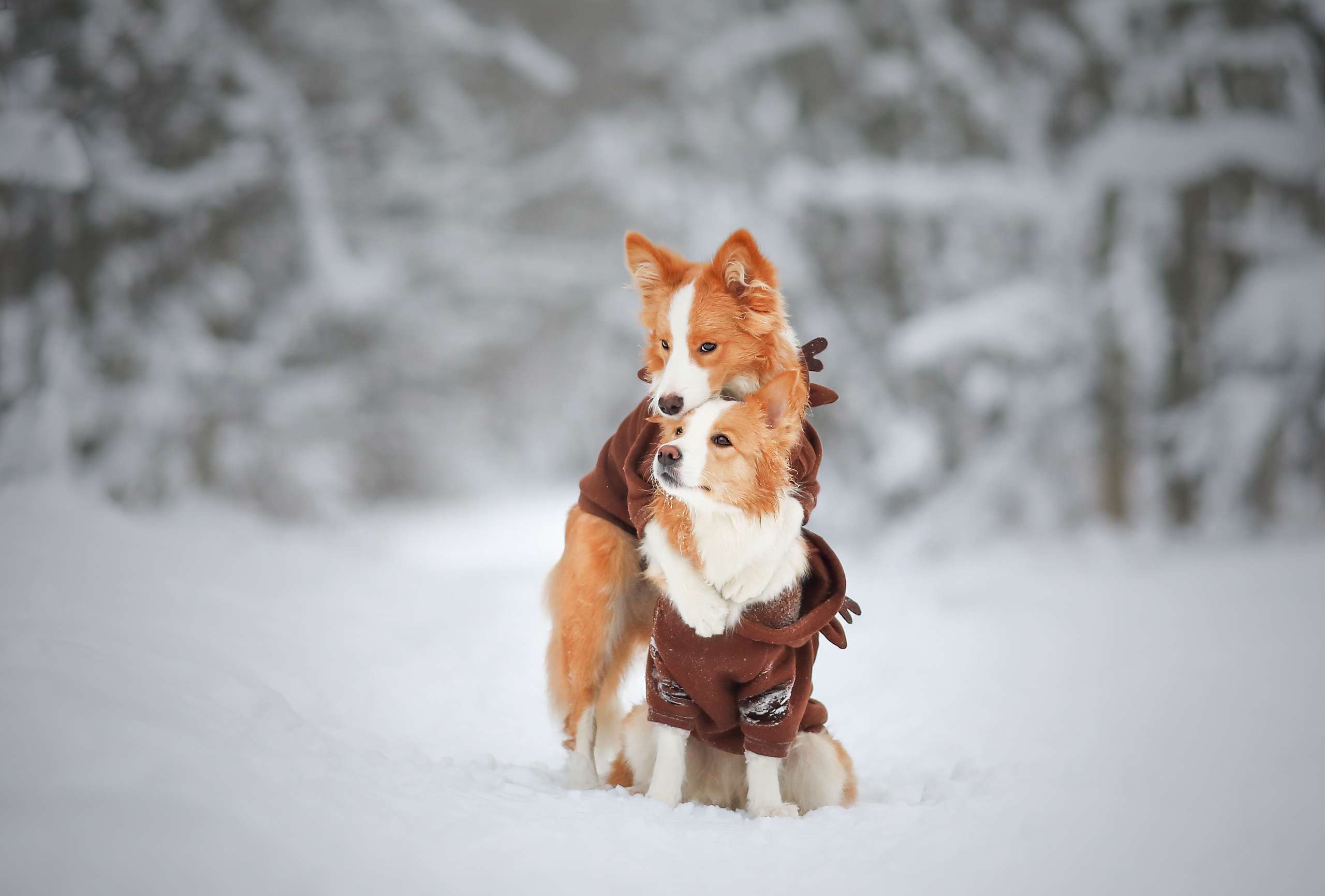 На природе. Фотограф- анималист Санкт-Петербург