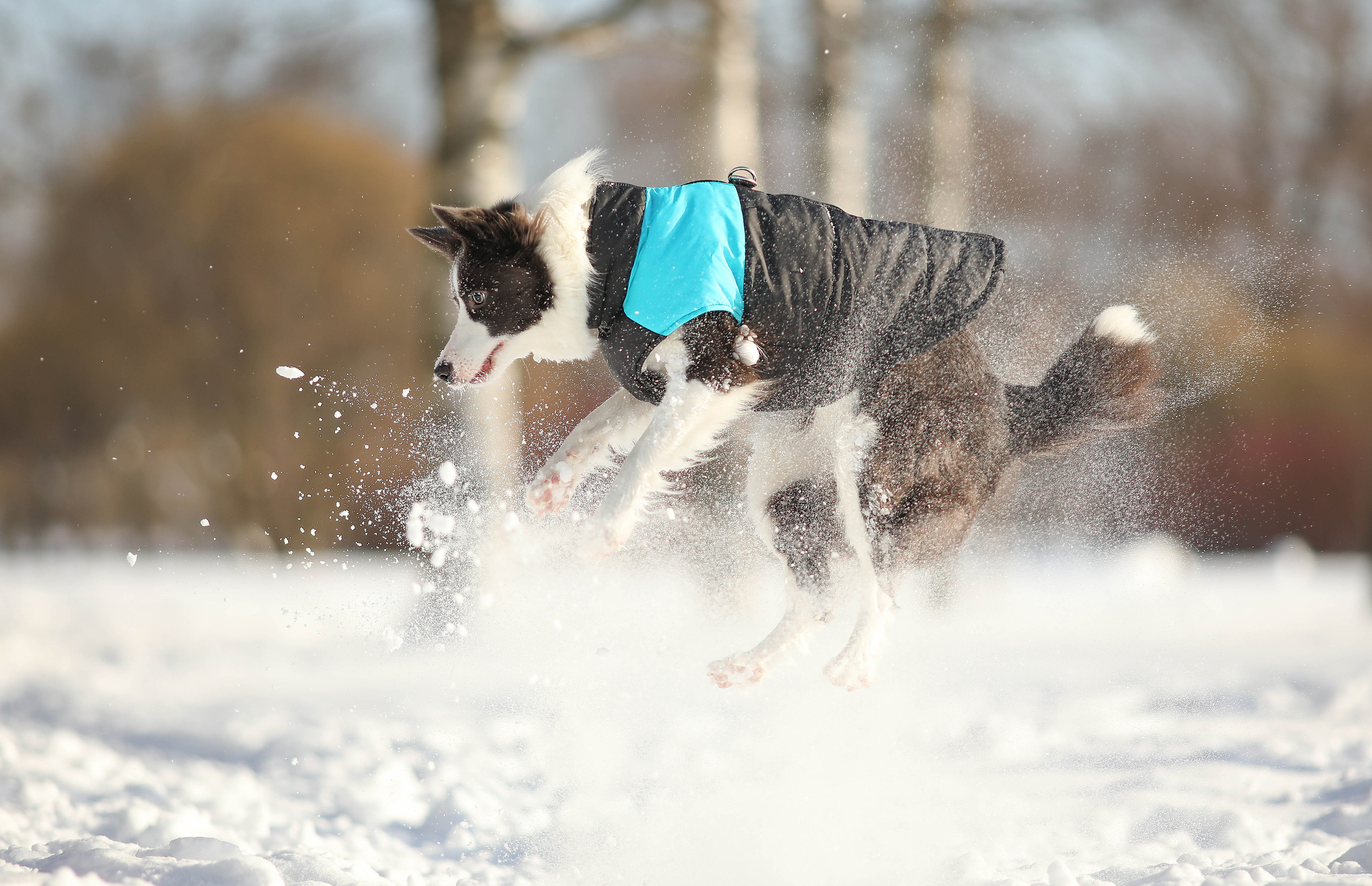 На природе. Фотограф- анималист Санкт-Петербург