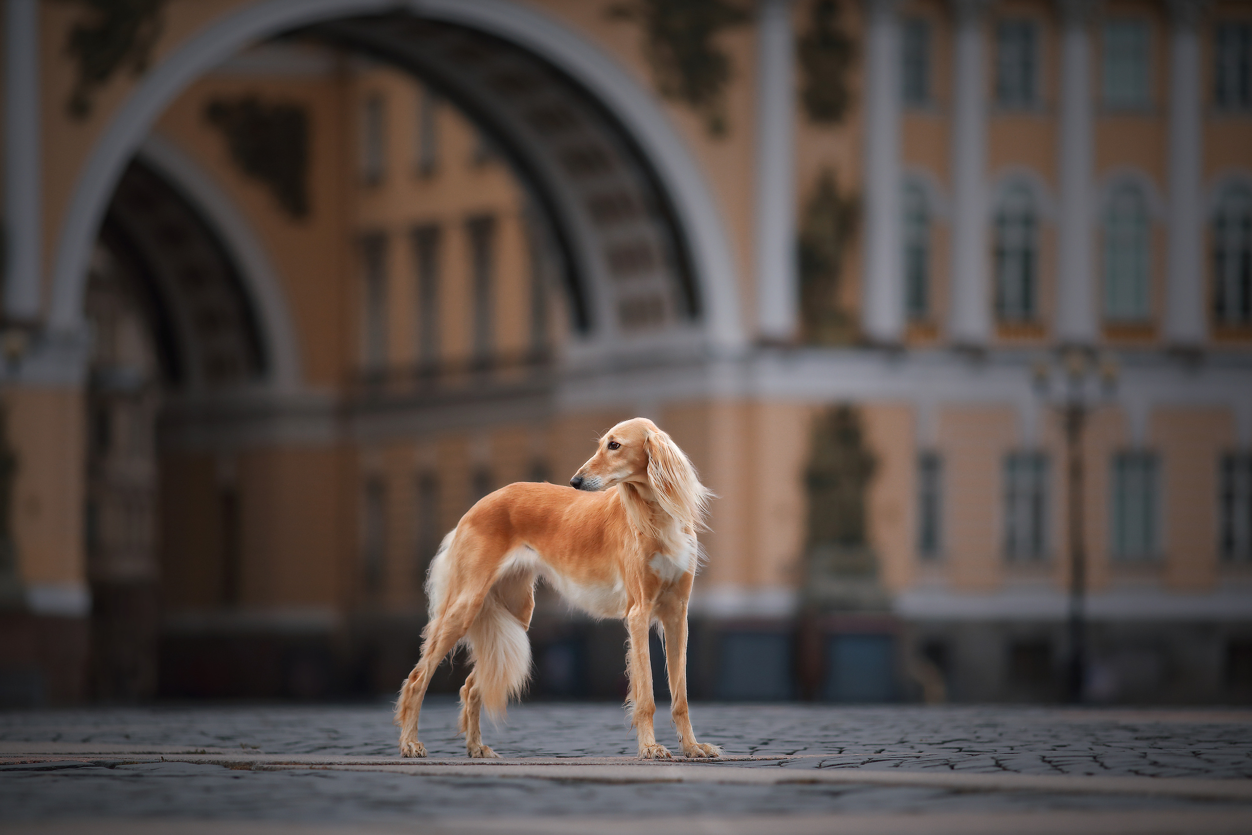 В городе. Фотограф- анималист Санкт-Петербург