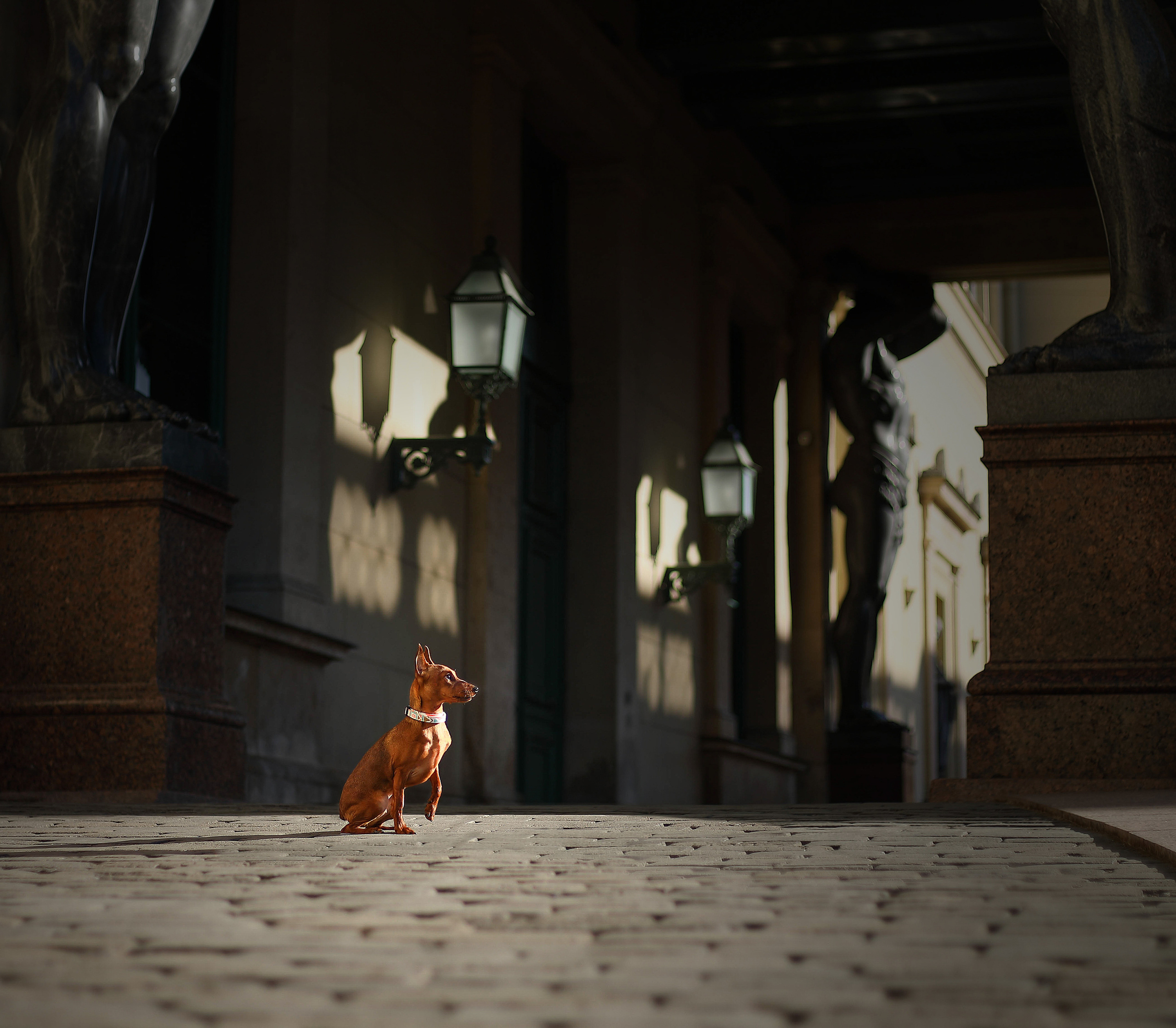 В городе. Фотограф- анималист Санкт-Петербург
