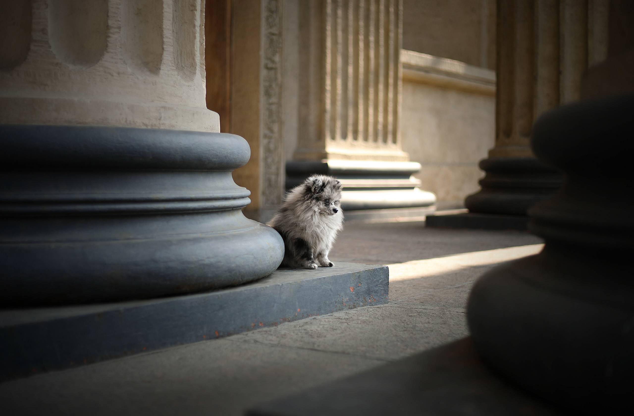 В городе. Фотограф- анималист Санкт-Петербург