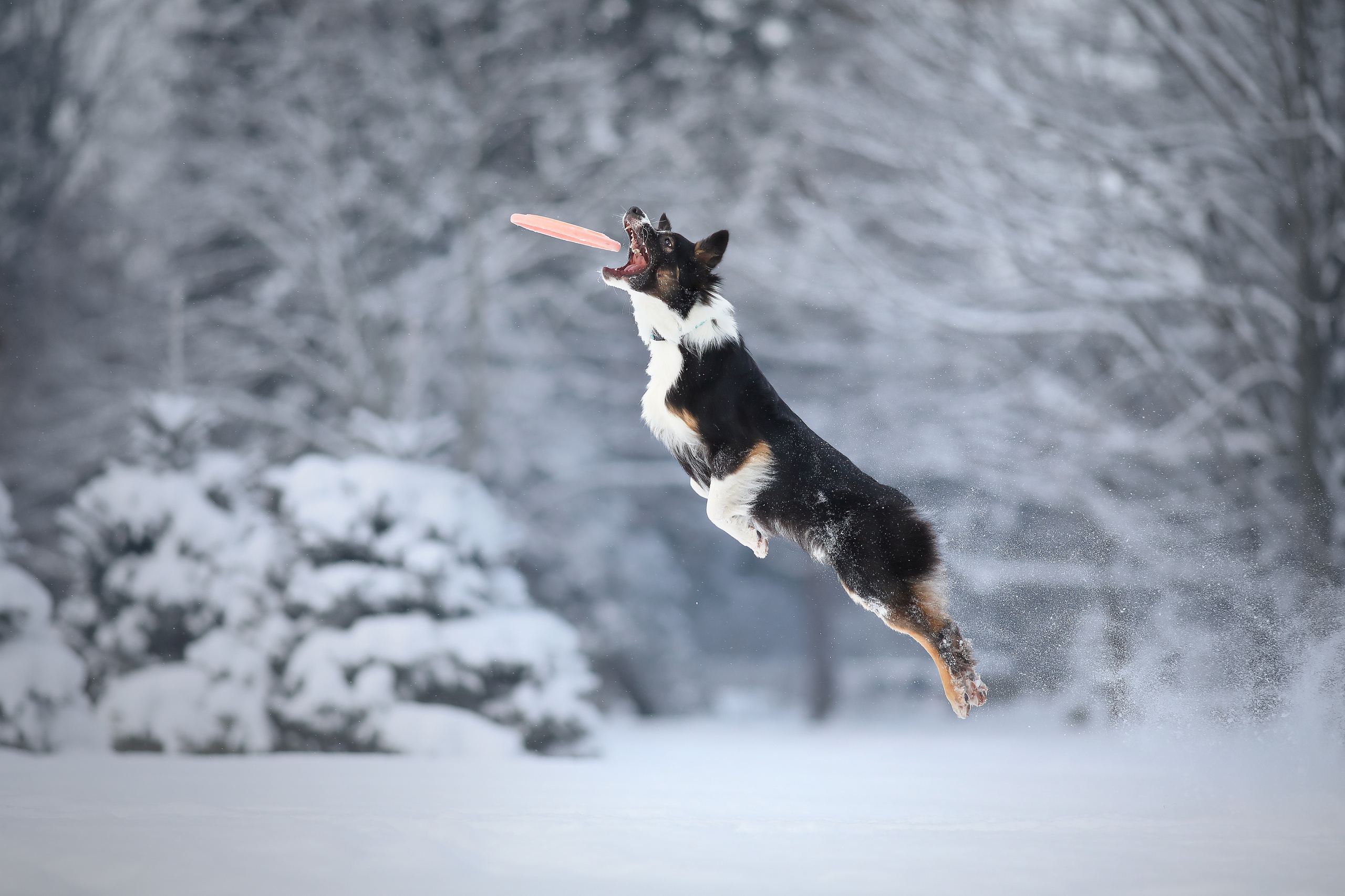 На природе. Фотограф- анималист Санкт-Петербург