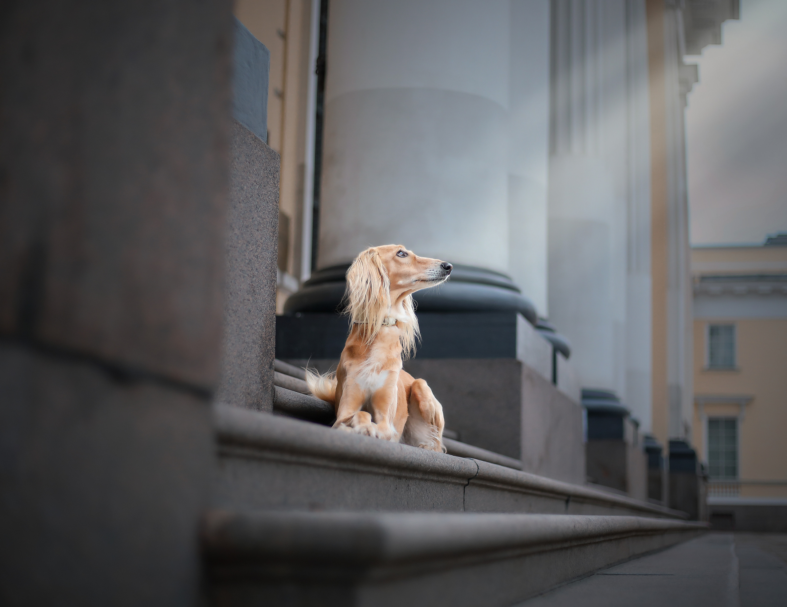 В городе. Фотограф- анималист Санкт-Петербург