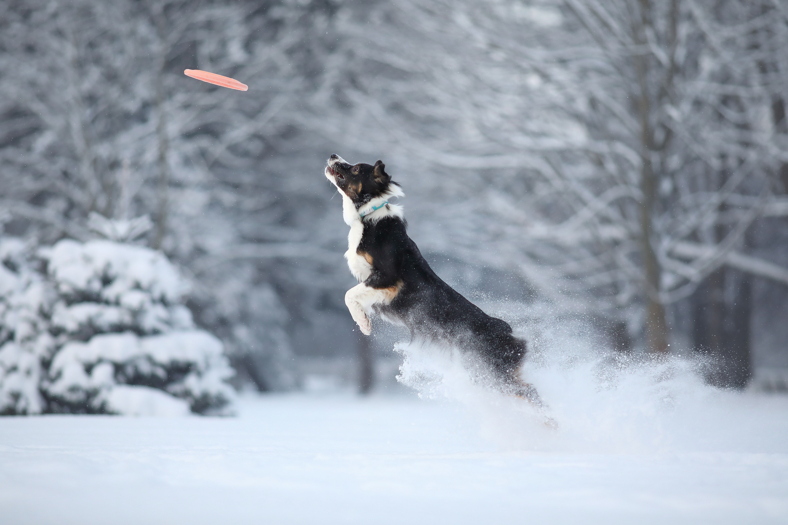 На природе. Фотограф- анималист Санкт-Петербург