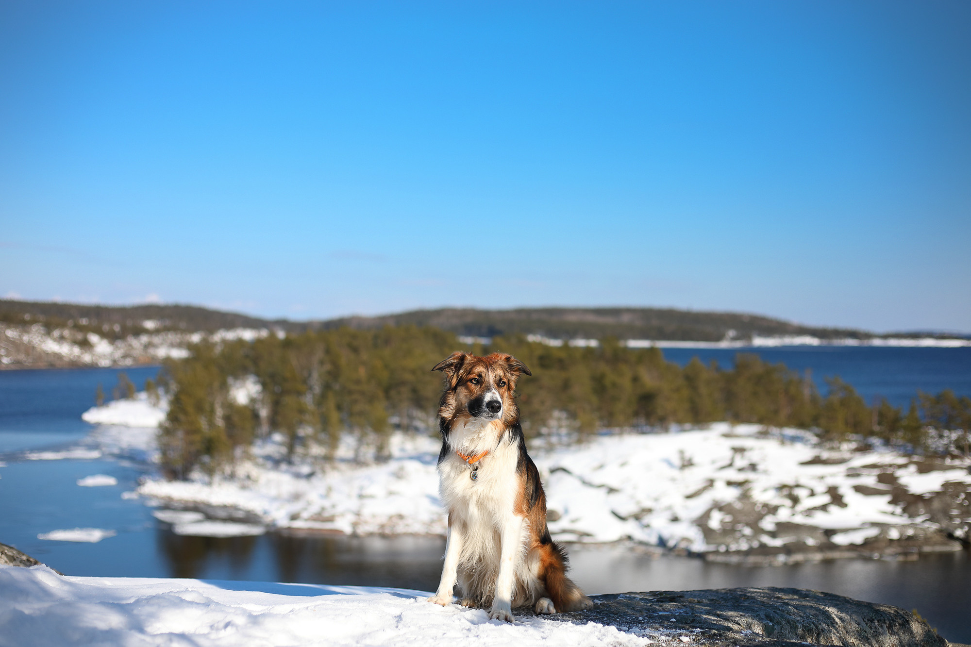 На природе. Фотограф- анималист Санкт-Петербург