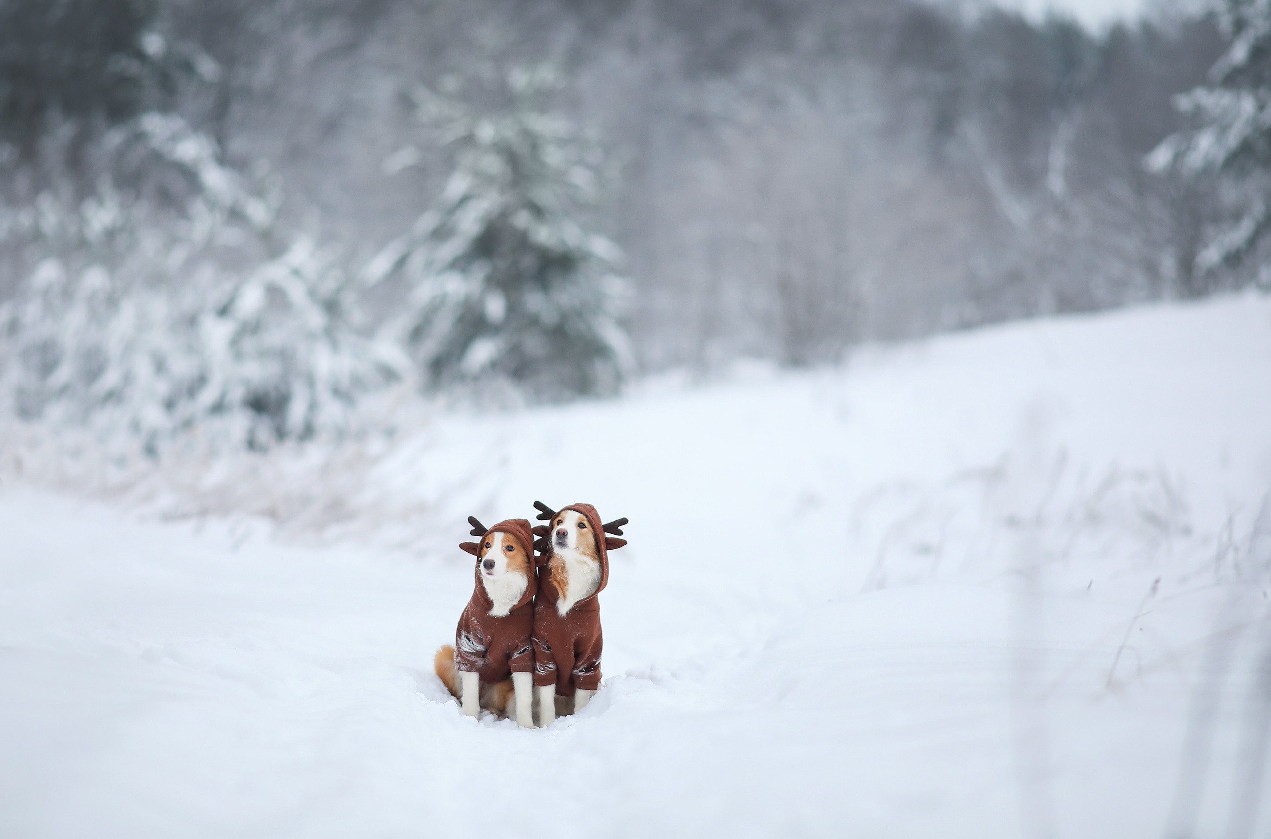 На природе. Фотограф- анималист Санкт-Петербург