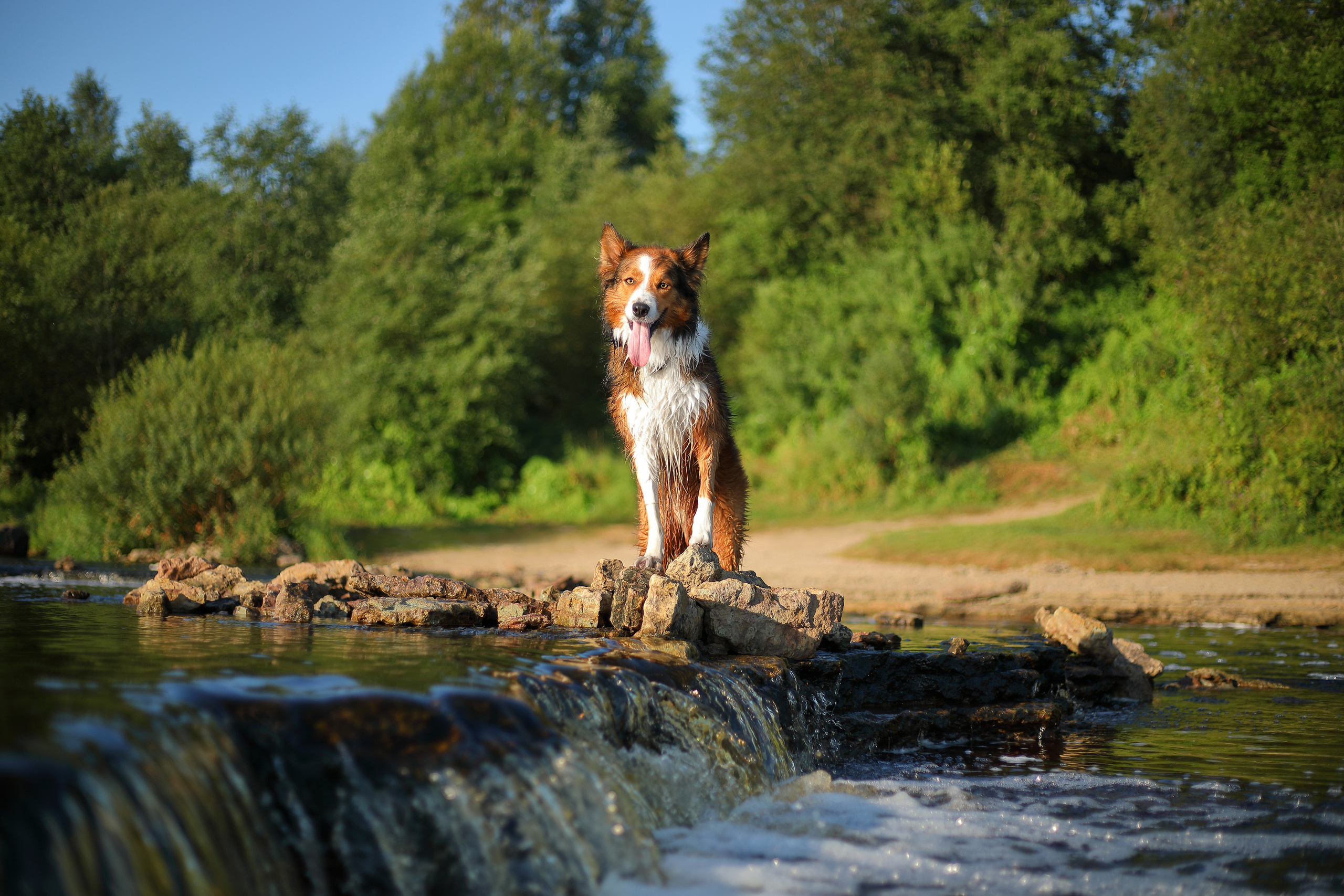На природе. Фотограф- анималист Санкт-Петербург