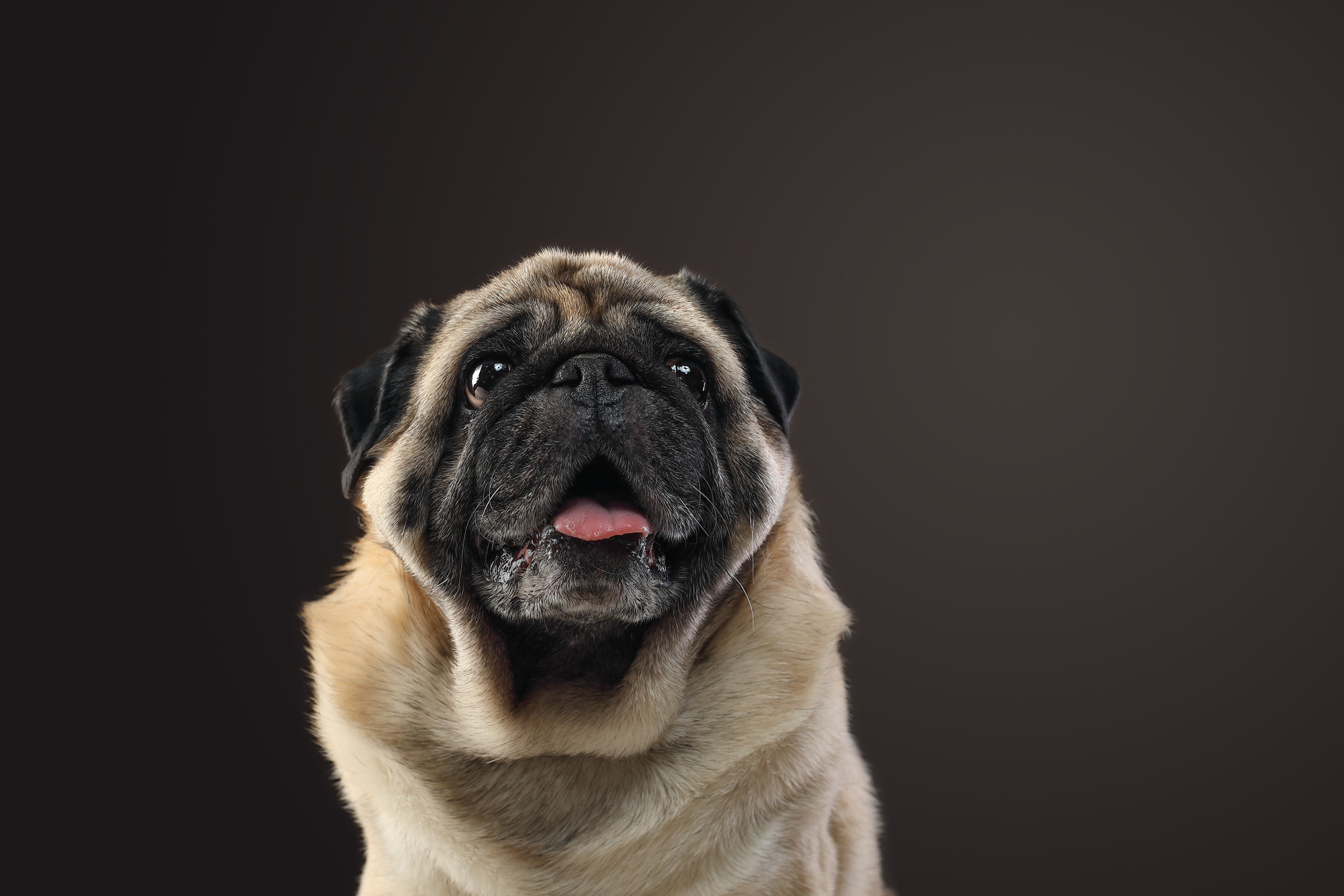 В студии. Фотограф- анималист Санкт-Петербург