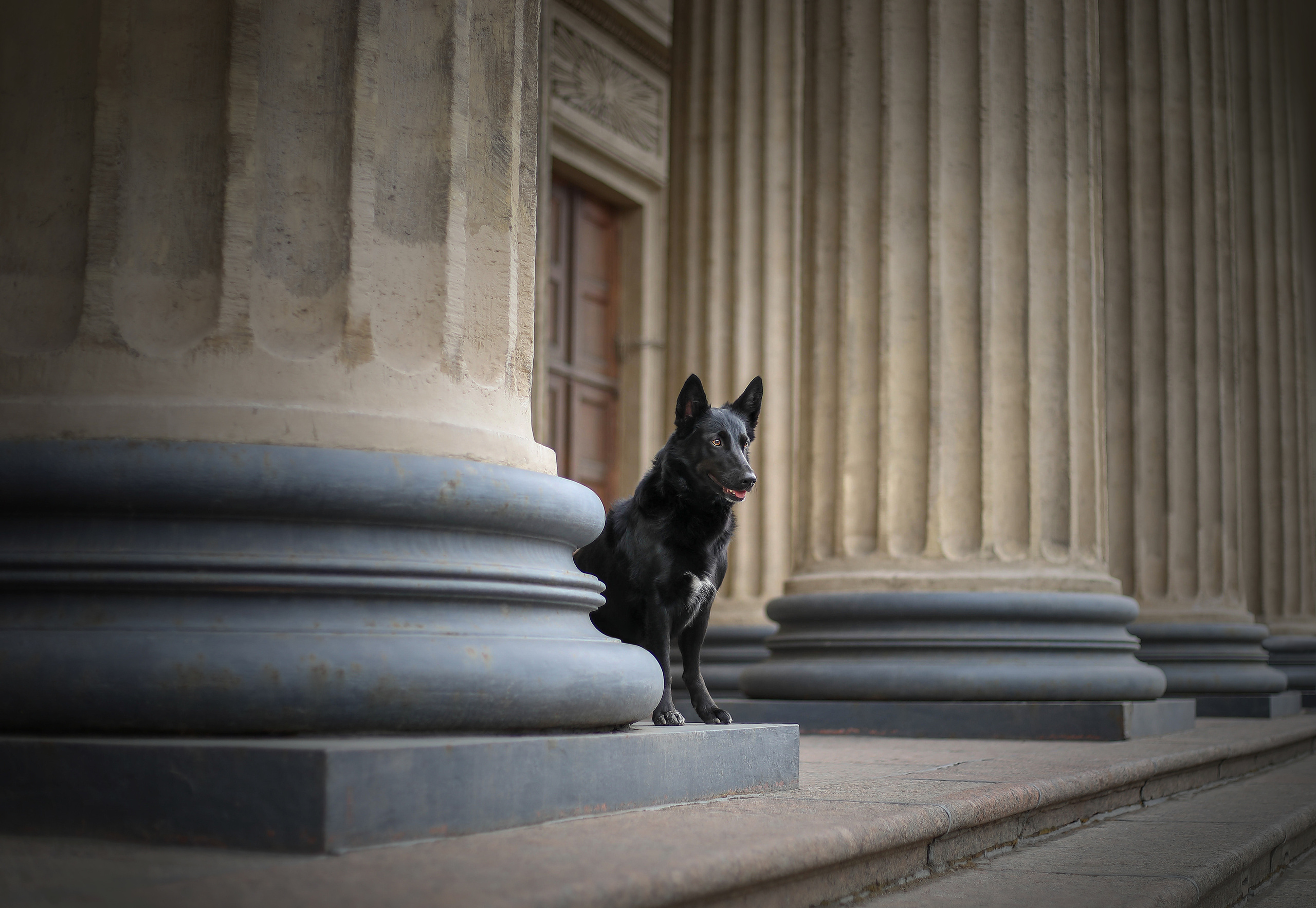 В городе. Фотограф- анималист Санкт-Петербург