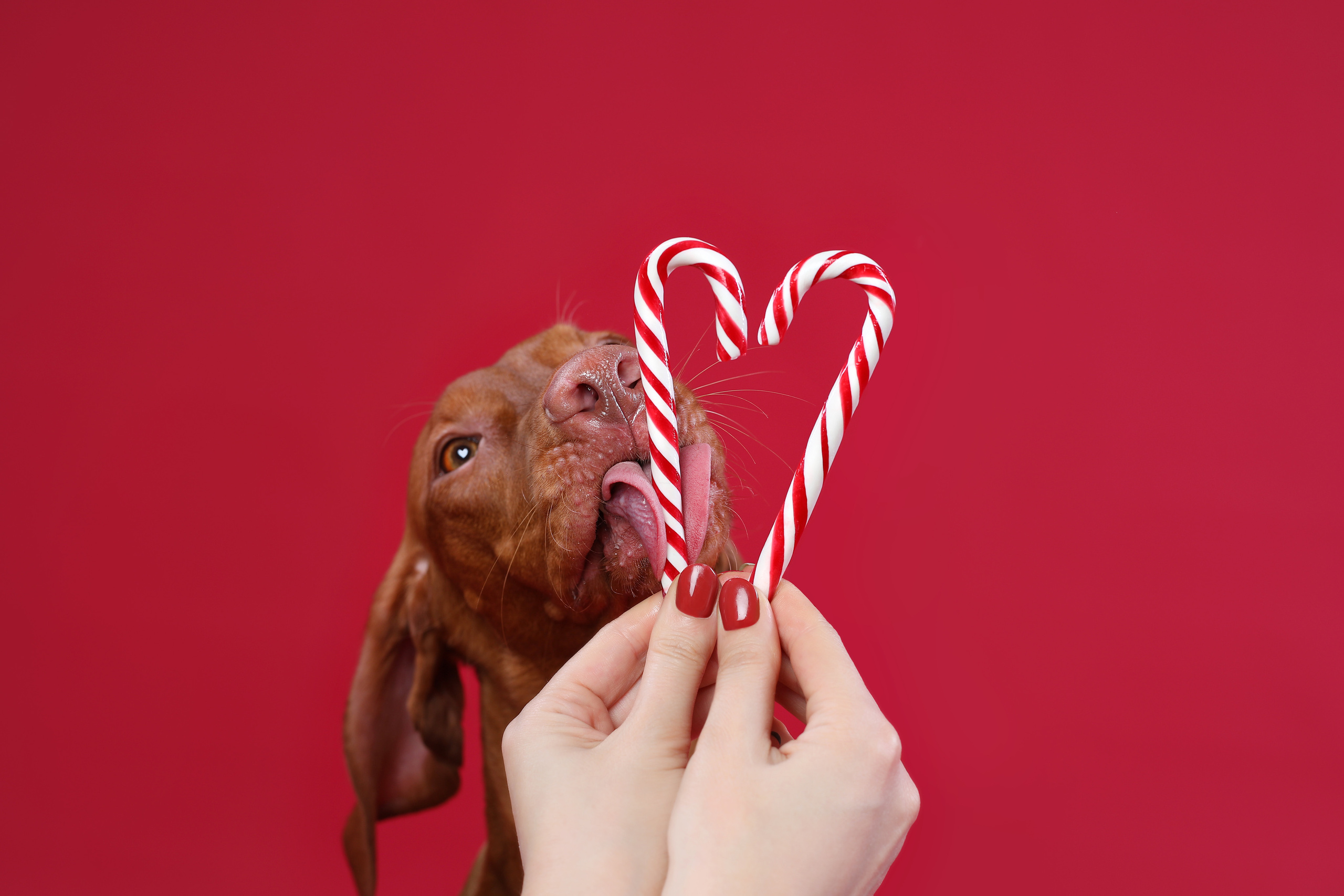 В студии. Фотограф- анималист Санкт-Петербург