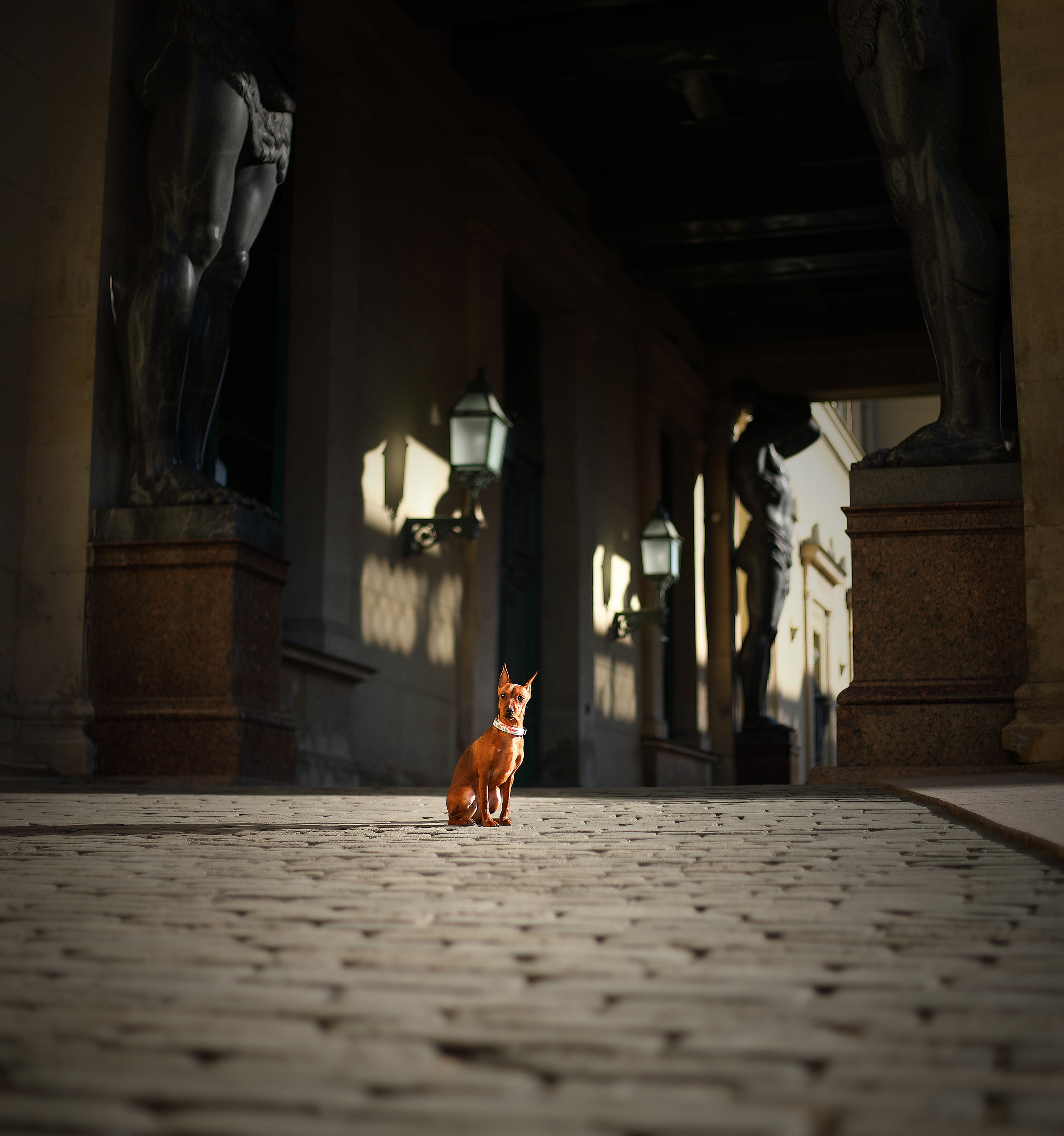 В городе. Фотограф- анималист Санкт-Петербург