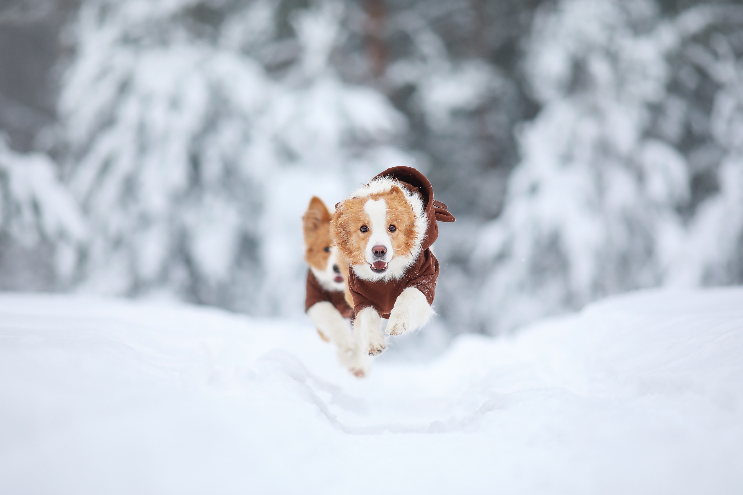 На природе. Фотограф- анималист Санкт-Петербург